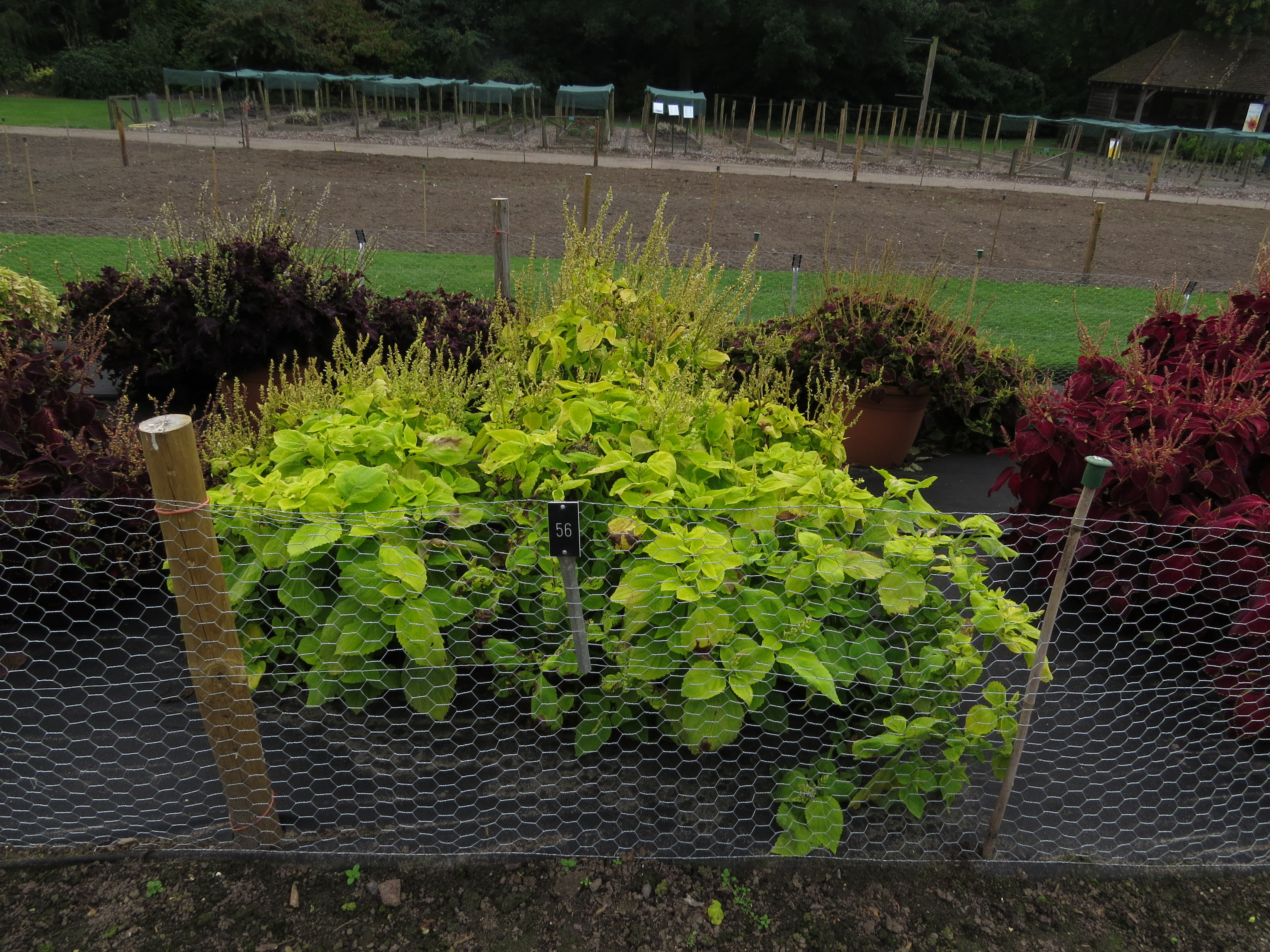 solenostemoncoleus56IMG9732