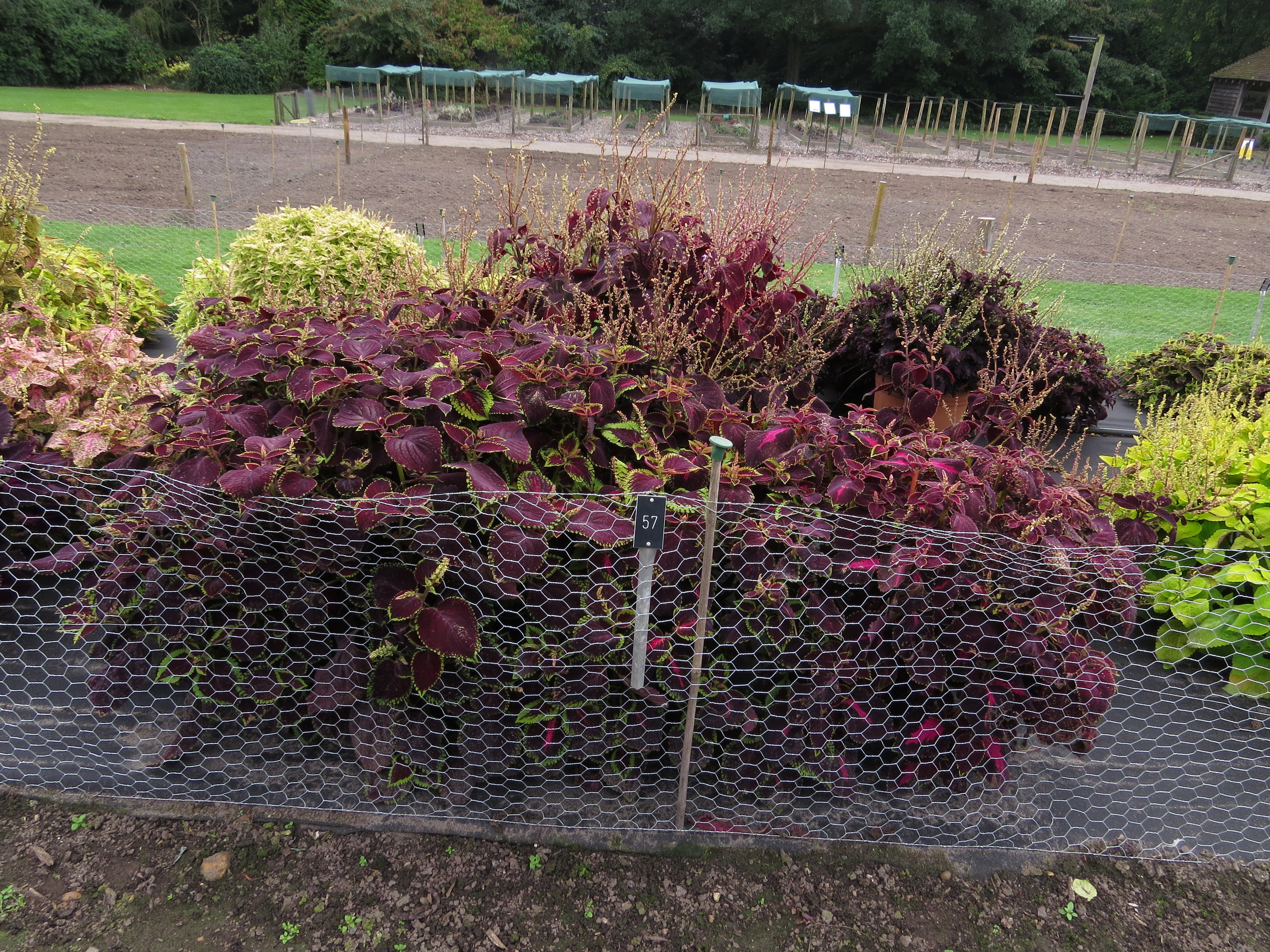 solenostemoncoleus57IMG9733