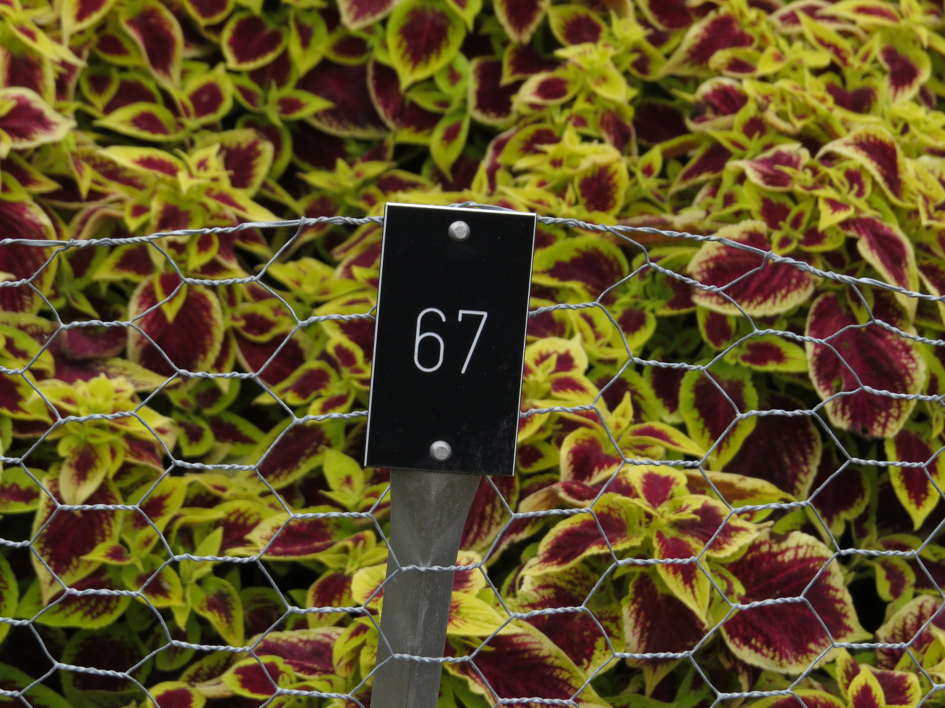 solenostemoncoleus67IMG9765