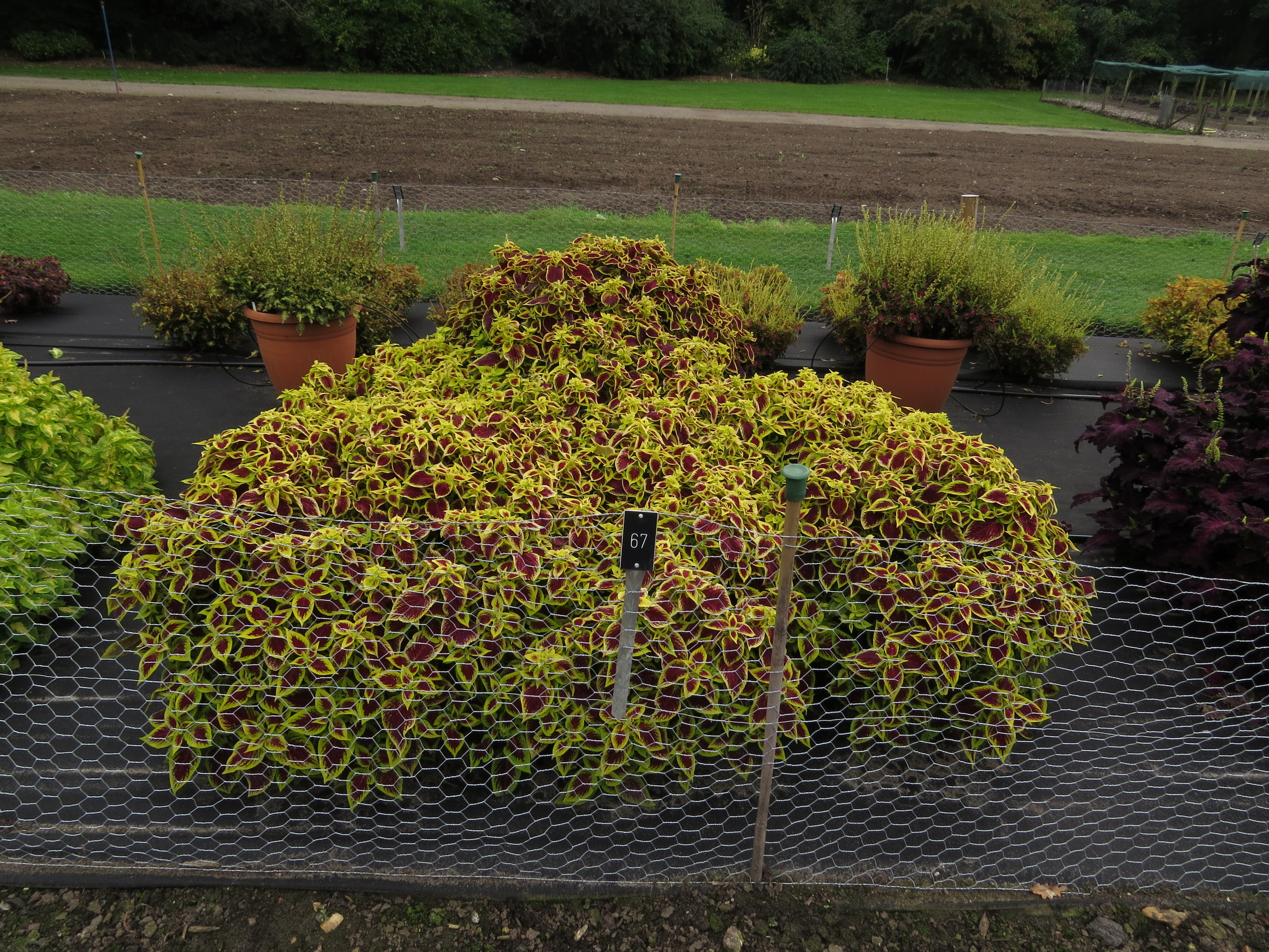 solenostemoncoleus67IMG9767