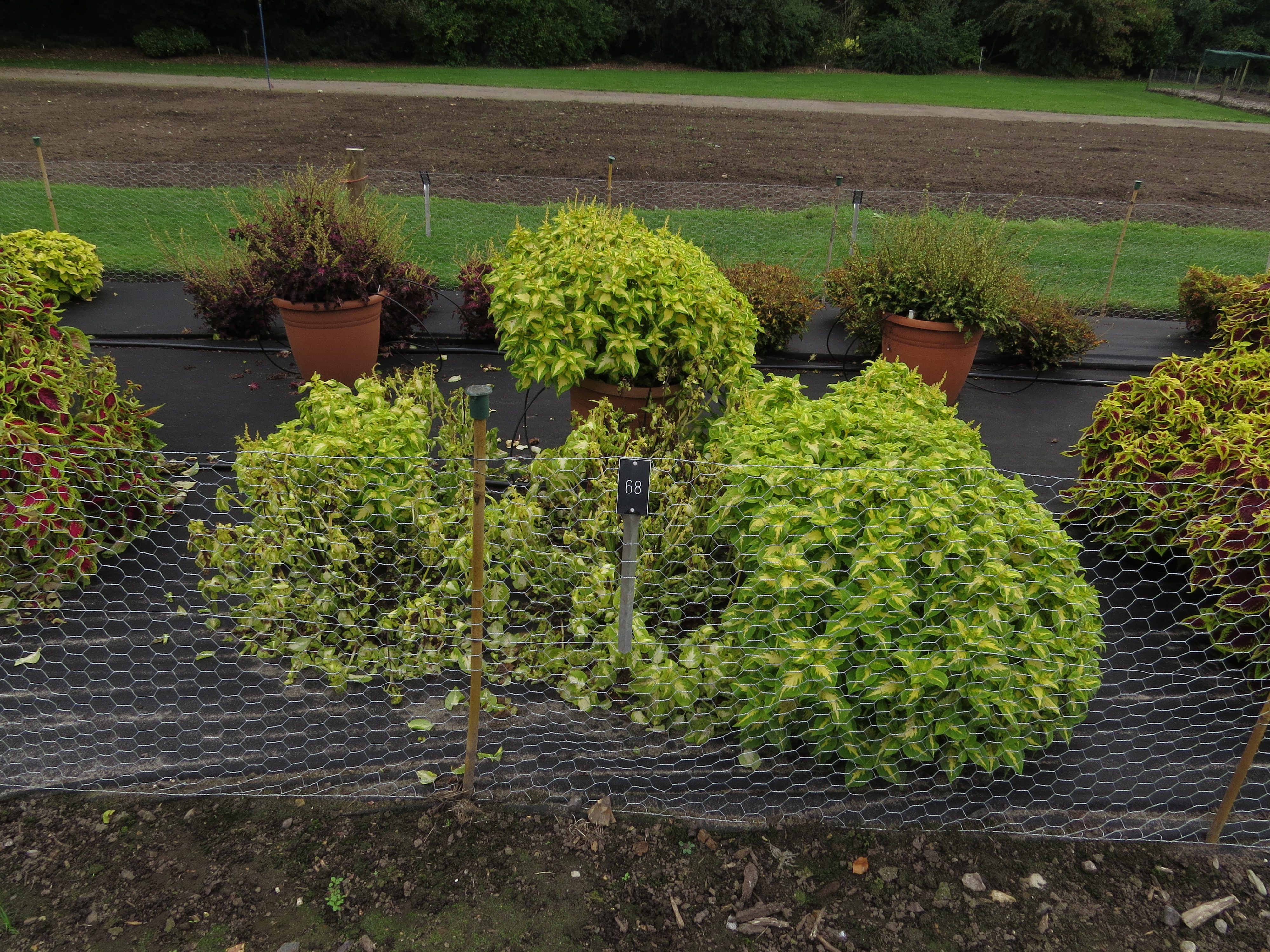 solenostemoncoleus67IMG9768