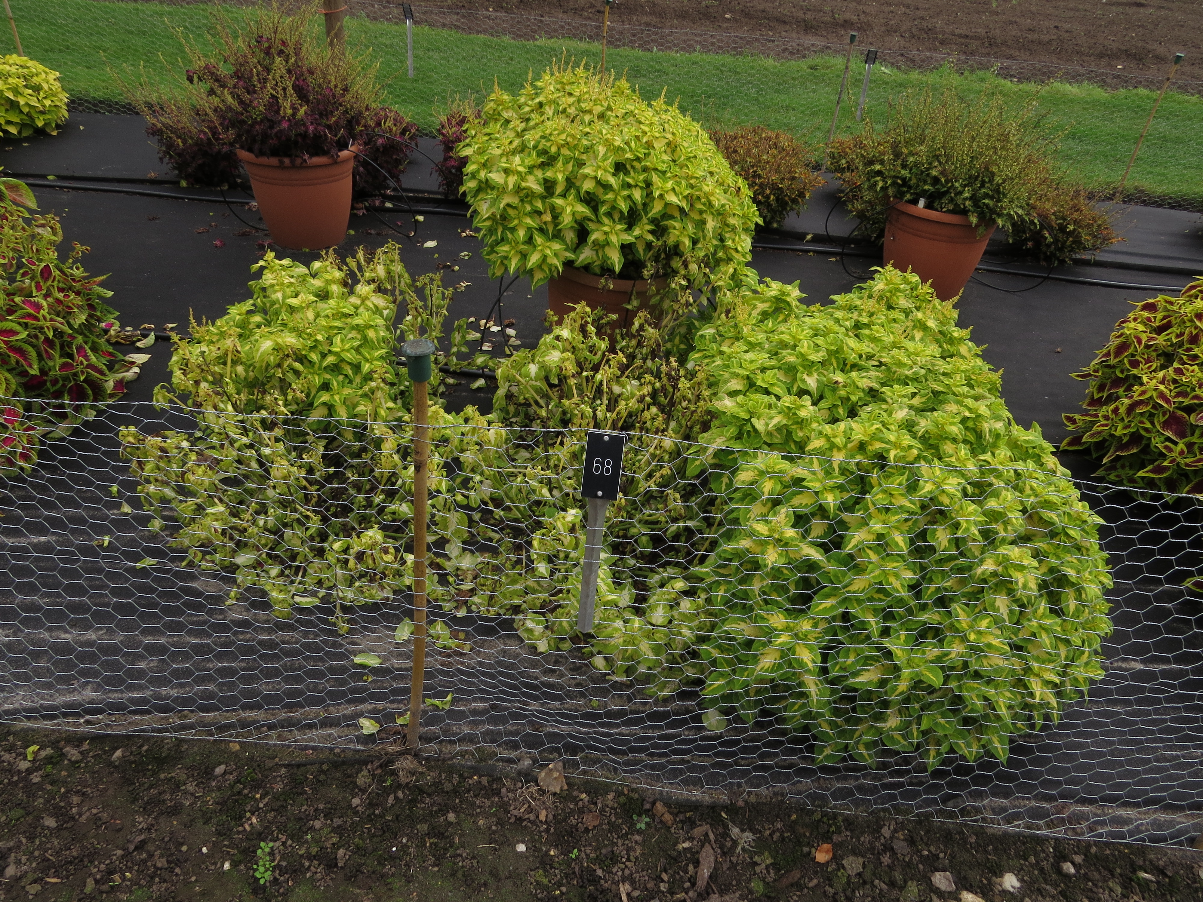solenostemoncoleus68IMG9769