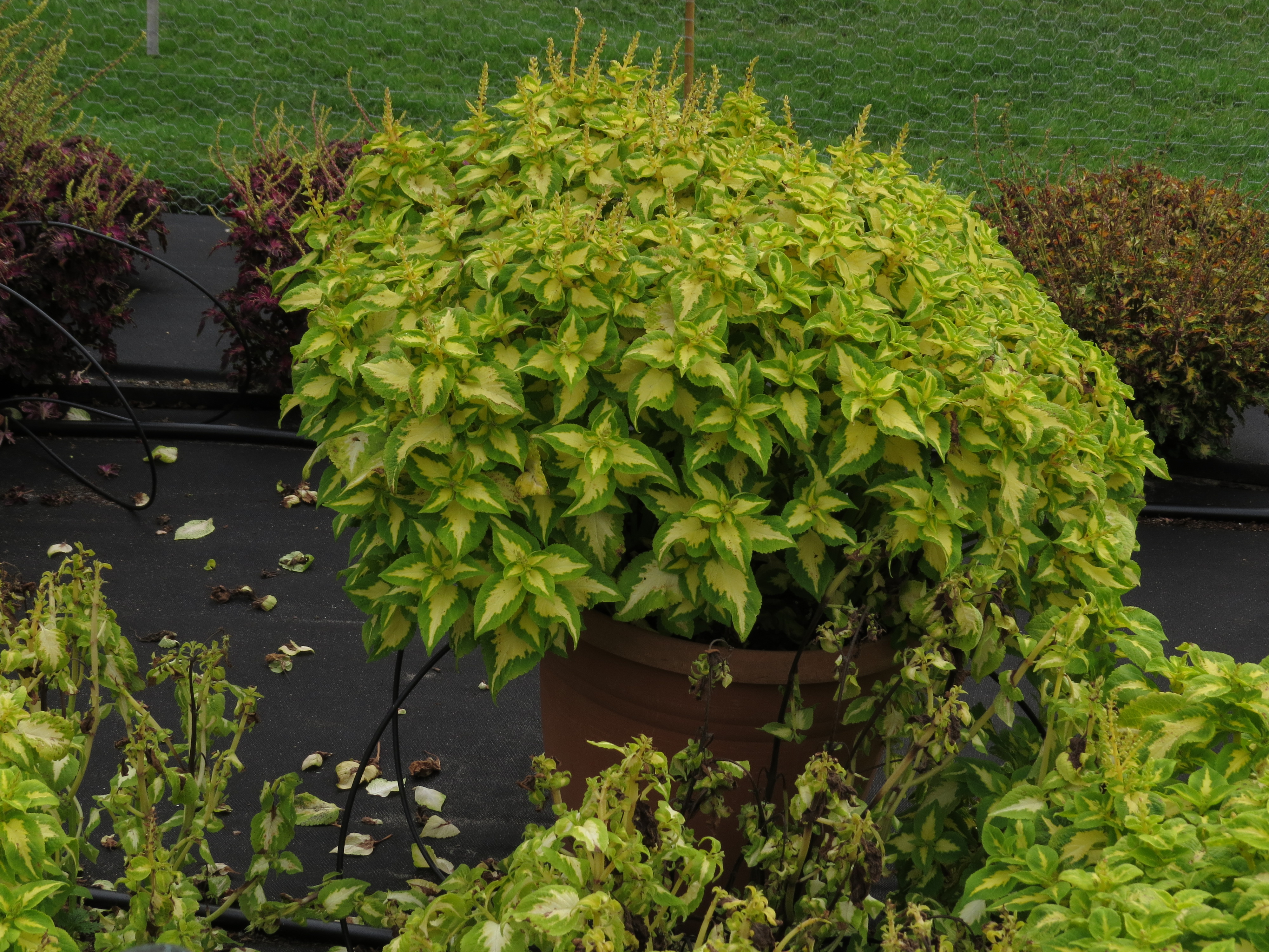 solenostemoncoleus68IMG9771
