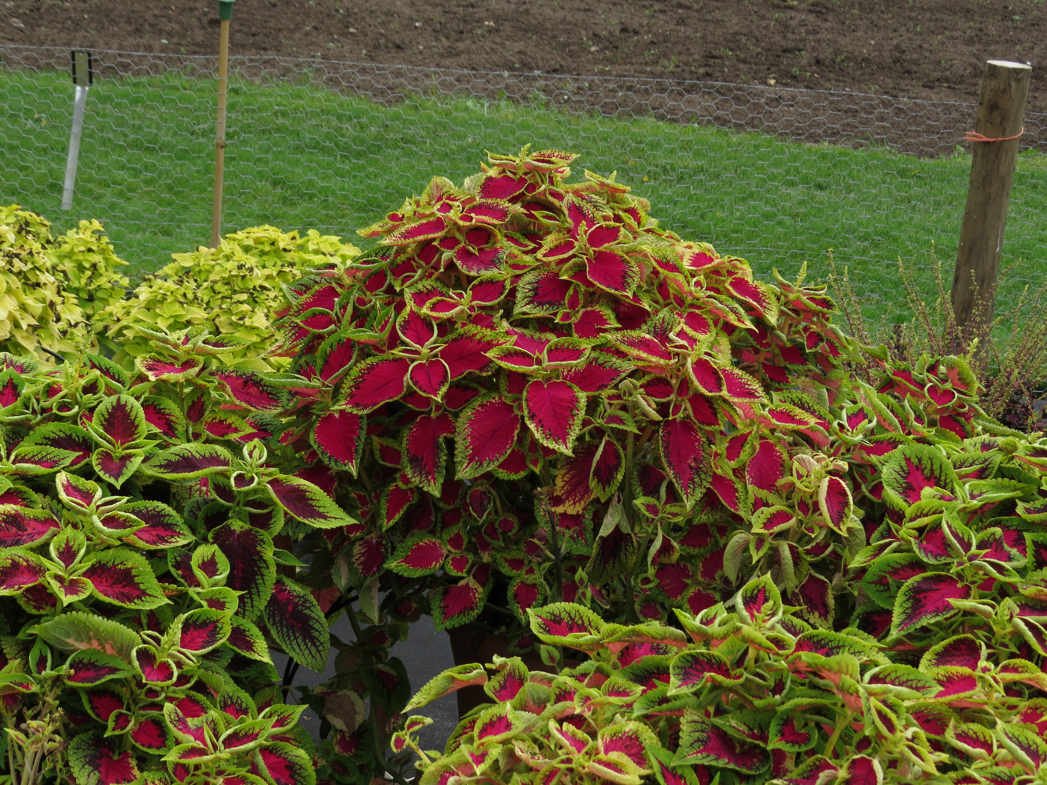 solenostemoncoleus69IMG9773