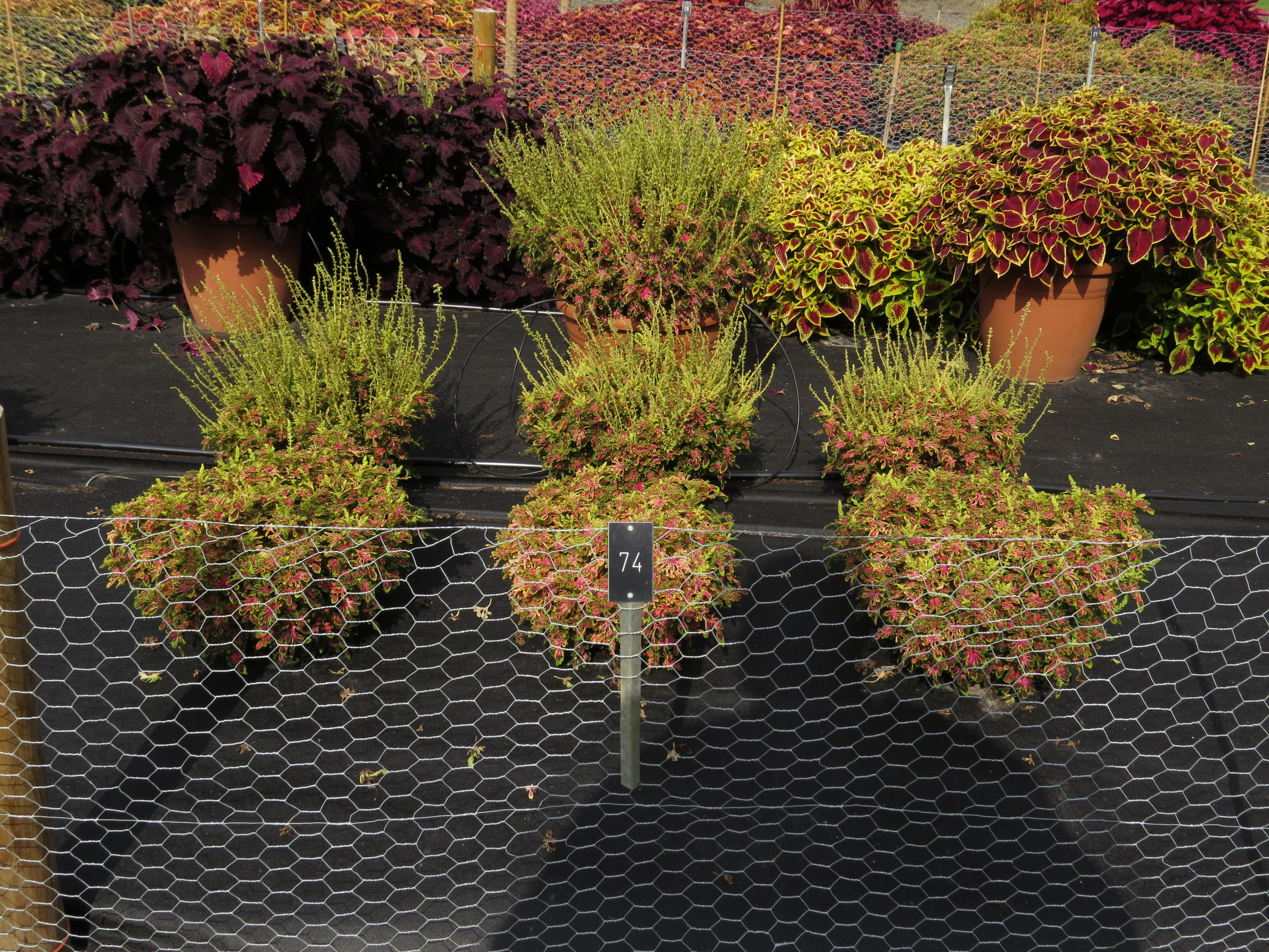 solenostemoncoleus74IMG9787
