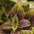 Coleus4cfolIMG9568beddingtrialsolenostemongarnonswilliams