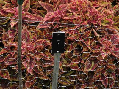 Coleus7IMG9577beddingtrialsolenostemongarnonswilliams