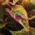Coleus8cfolIMG9580beddingtrialsolenostemongarnonswilliams