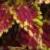 dColeus17cfolIMG9608beddingtrialsolenostemongarnonswilliams