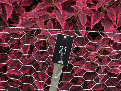 dColeus21IMG9621beddingtrialsolenostemongarnonswilliams