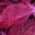dColeus22cfolIMG9624beddingtrialsolenostemongarnonswilliams