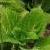 dColeus31cfolIMG9655beddingtrialsolenostemongarnonswilliams