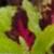 dColeus34cfolIMG9664beddingtrialsolenostemongarnonswilliams