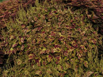 dColeus40IMG9684beddingtrialsolenostemongarnonswilliams
