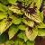 dColeus42cfolIMG9688beddingtrialsolenostemongarnonswilliams