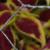 dColeus43cfolIMG9691beddingtrialsolenostemongarnonswilliams