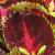 dColeus53cfolIMG9721beddingtrialsolenostemongarnonswilliams