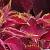 dColeus55cfolIMG9727beddingtrialsolenostemongarnonswilliams