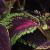 dColeus57cfolIMG9733beddingtrialsolenostemongarnonswilliams
