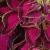 dColeus63cfolIMG9752beddingtrialsolenostemongarnonswilliams