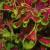 dColeus74cfolIMG9787beddingtrialsolenostemongarnonswilliams