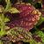 dColeus85cfolIMG9820beddingtrialsolenostemongarnonswilliams