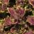 dColeus89cfolIMG9832beddingtrialsolenostemongarnonswilliams