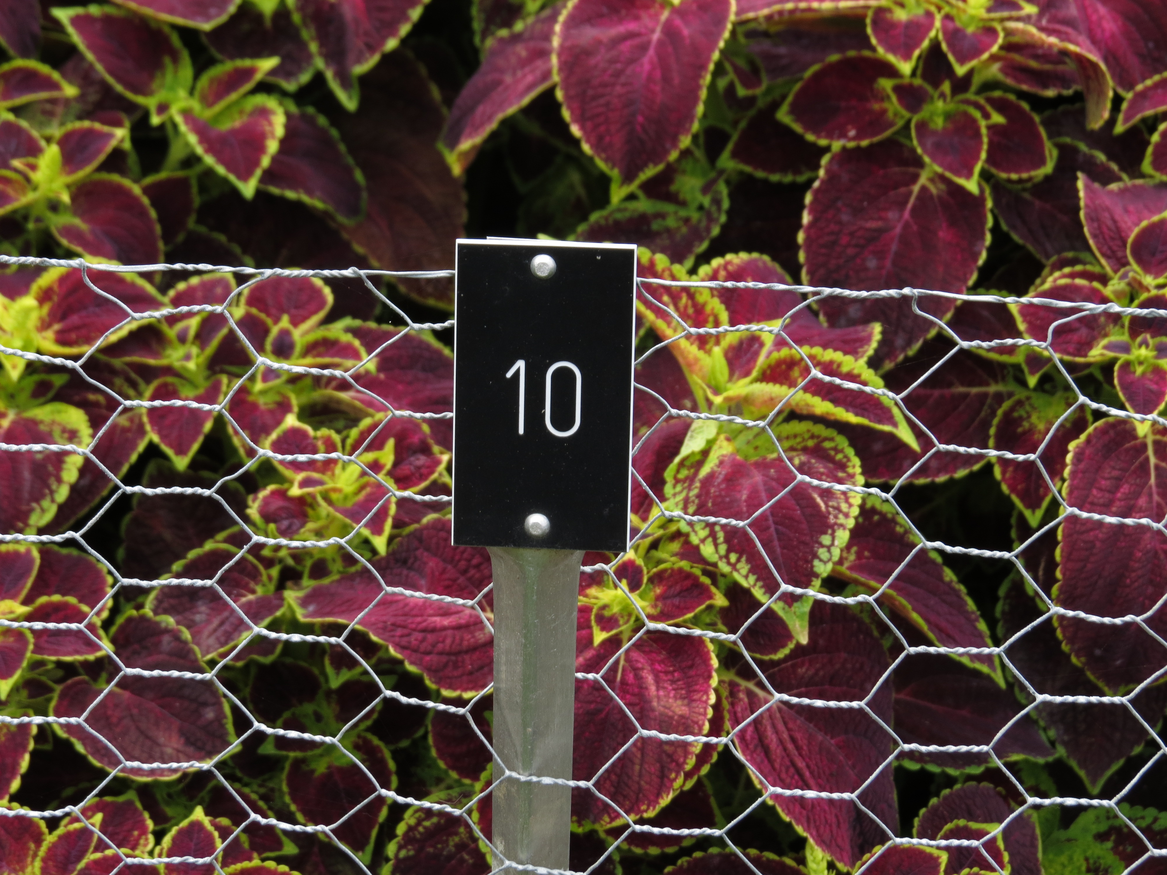 solenostemoncoleus10IMG9587