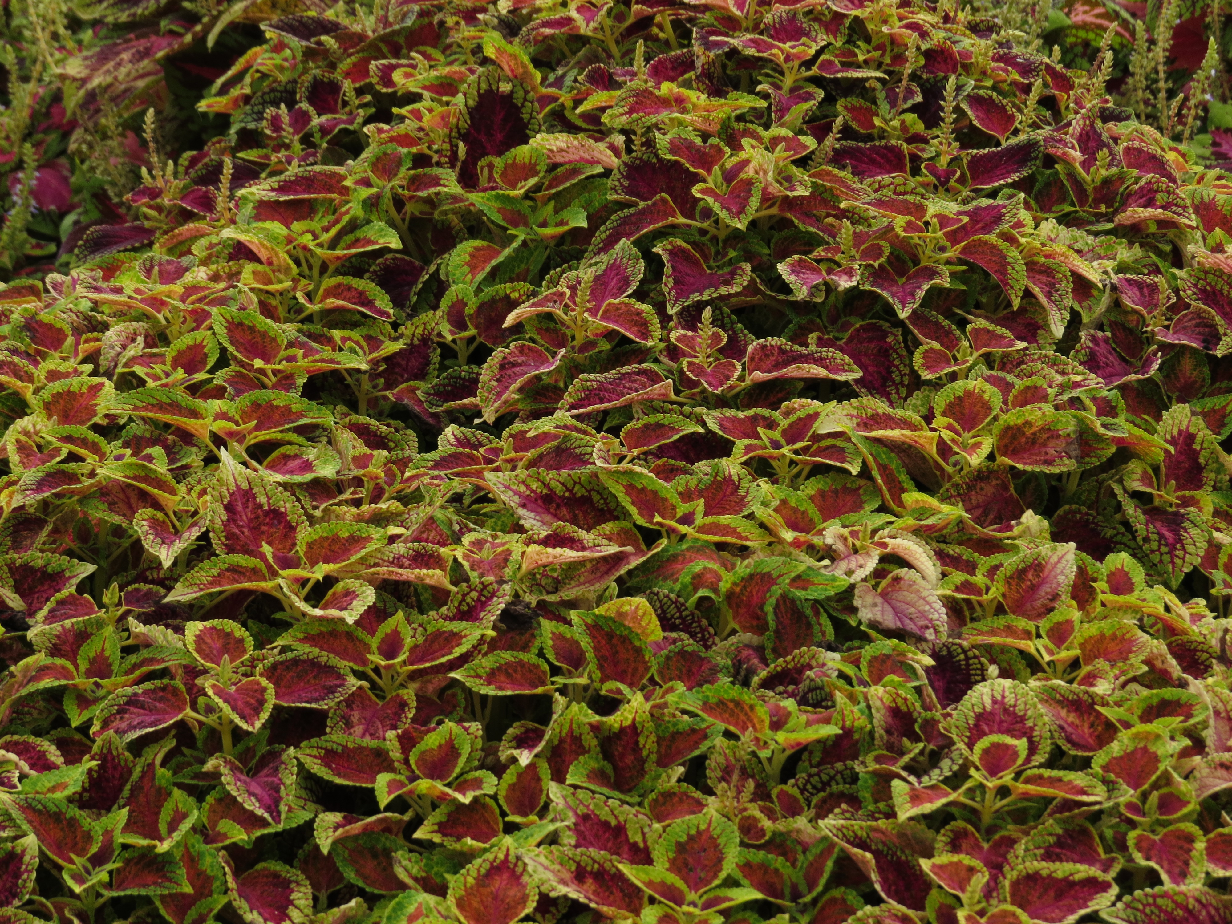 solenostemoncoleus13IMG9598