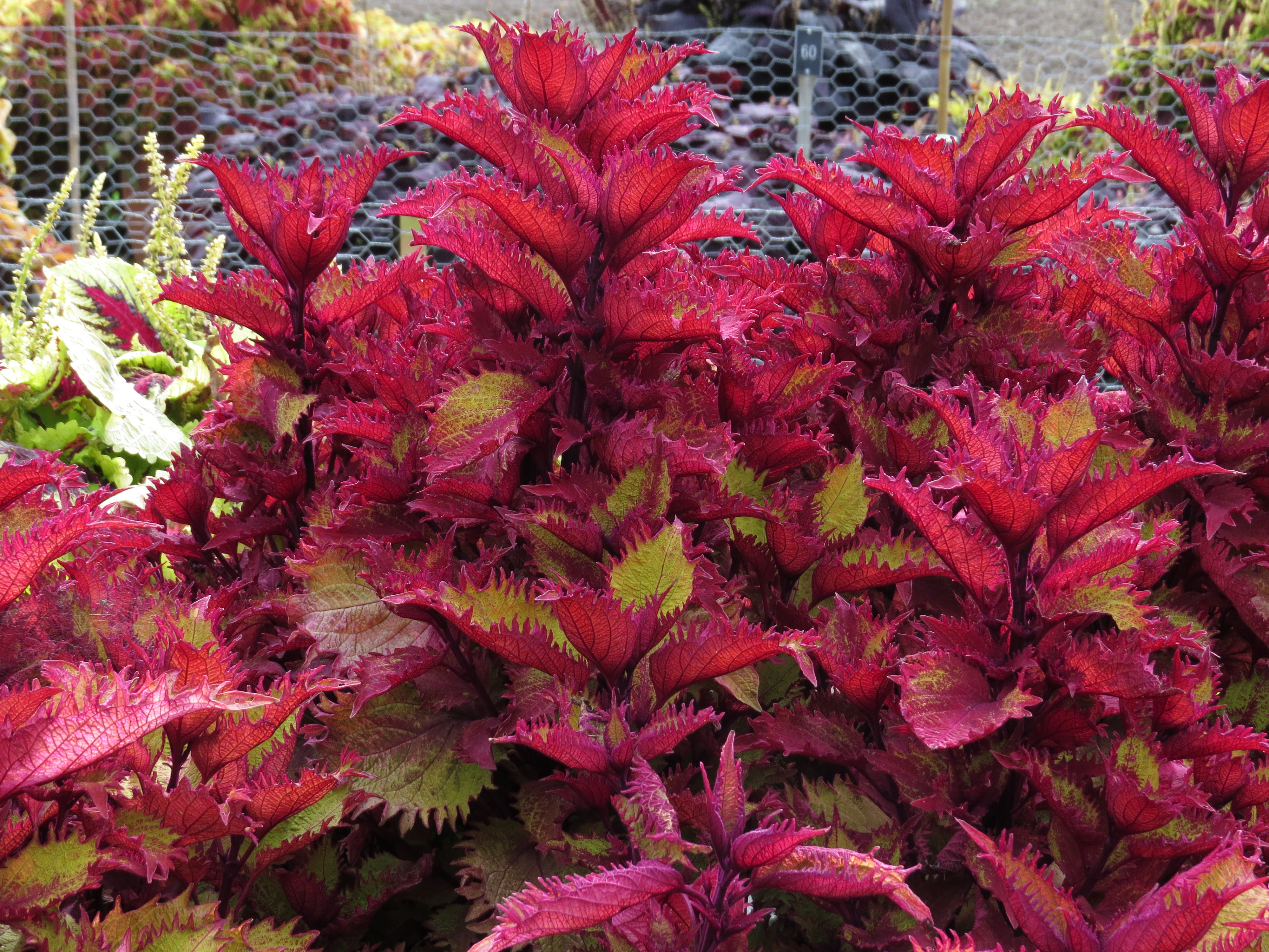 solenostemoncoleus14IMG9600