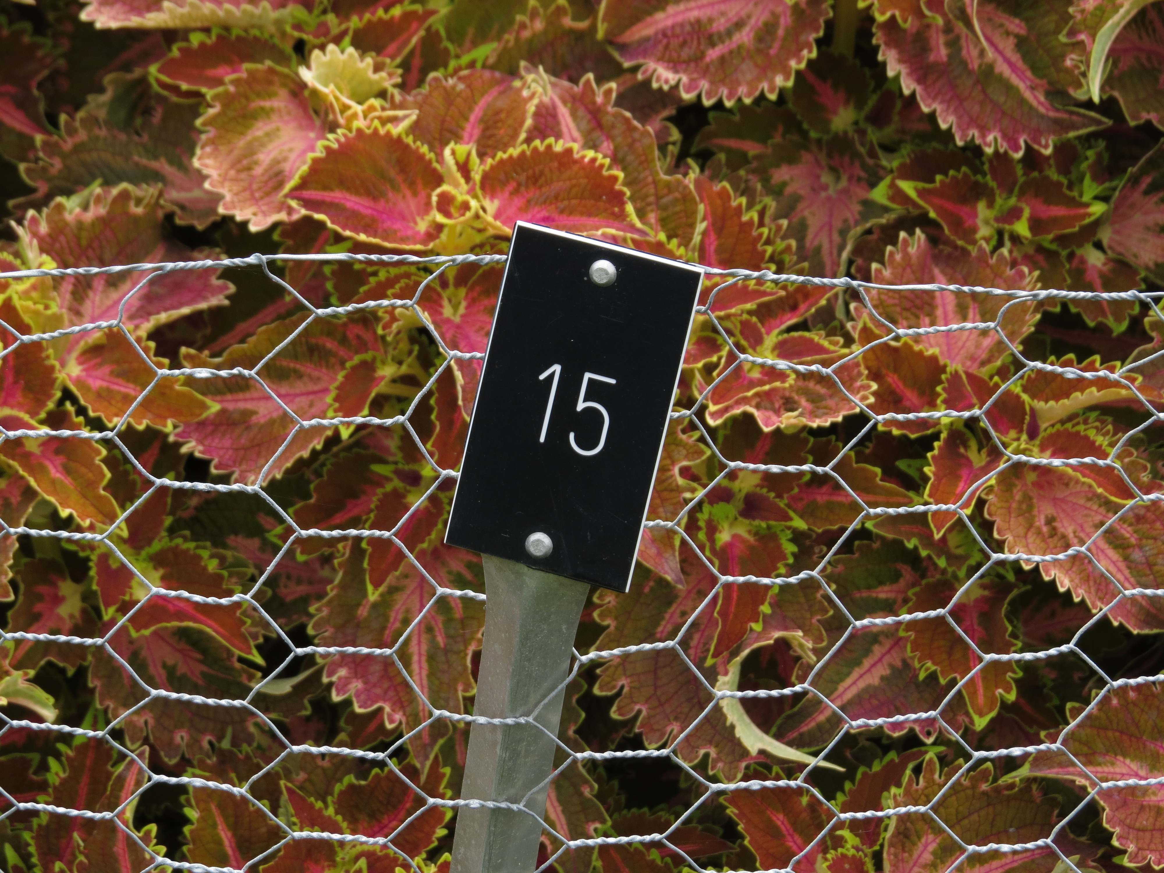 solenostemoncoleus15IMG9603