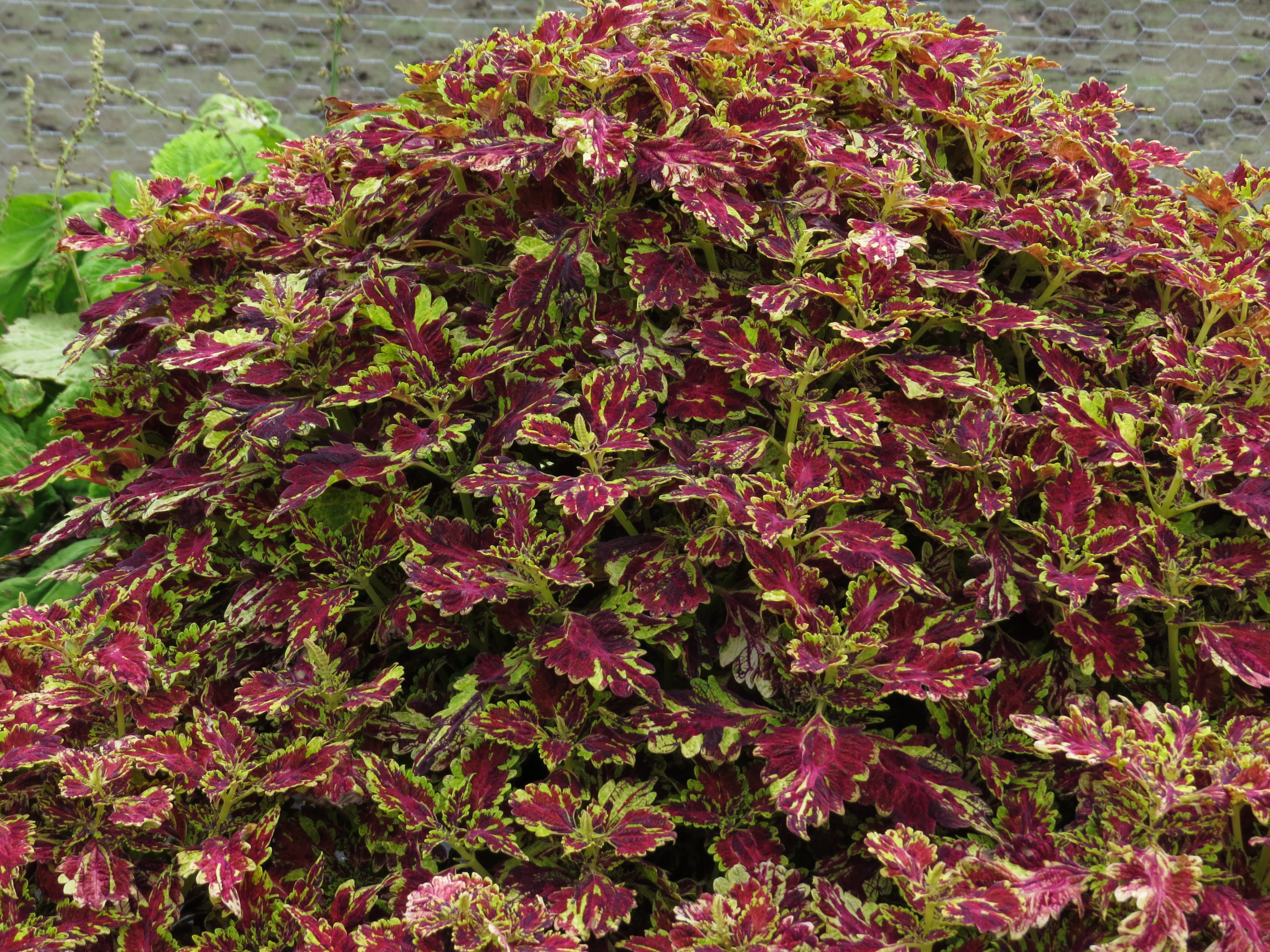 solenostemoncoleus17IMG9609