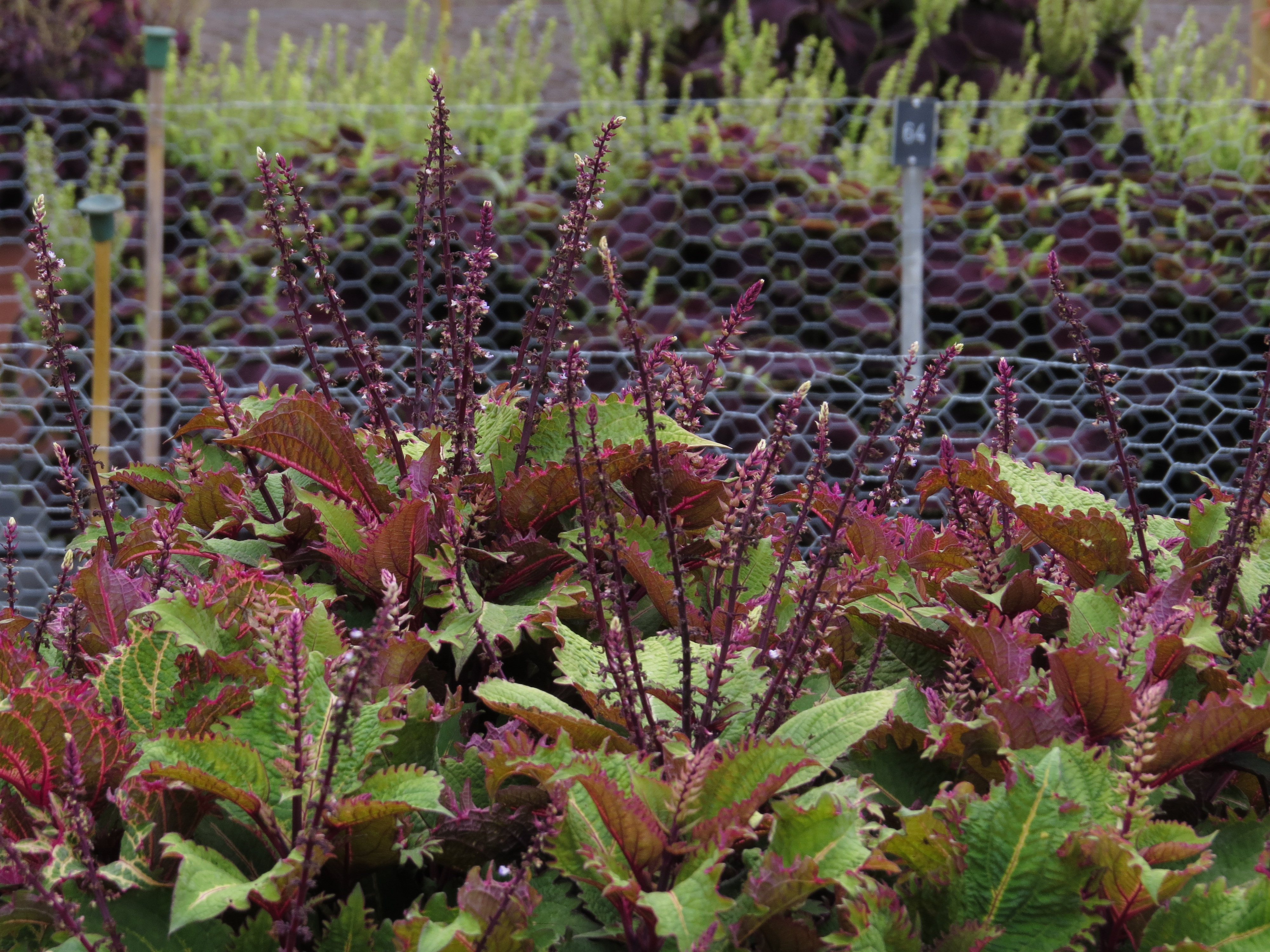 solenostemoncoleus18IMG9614
