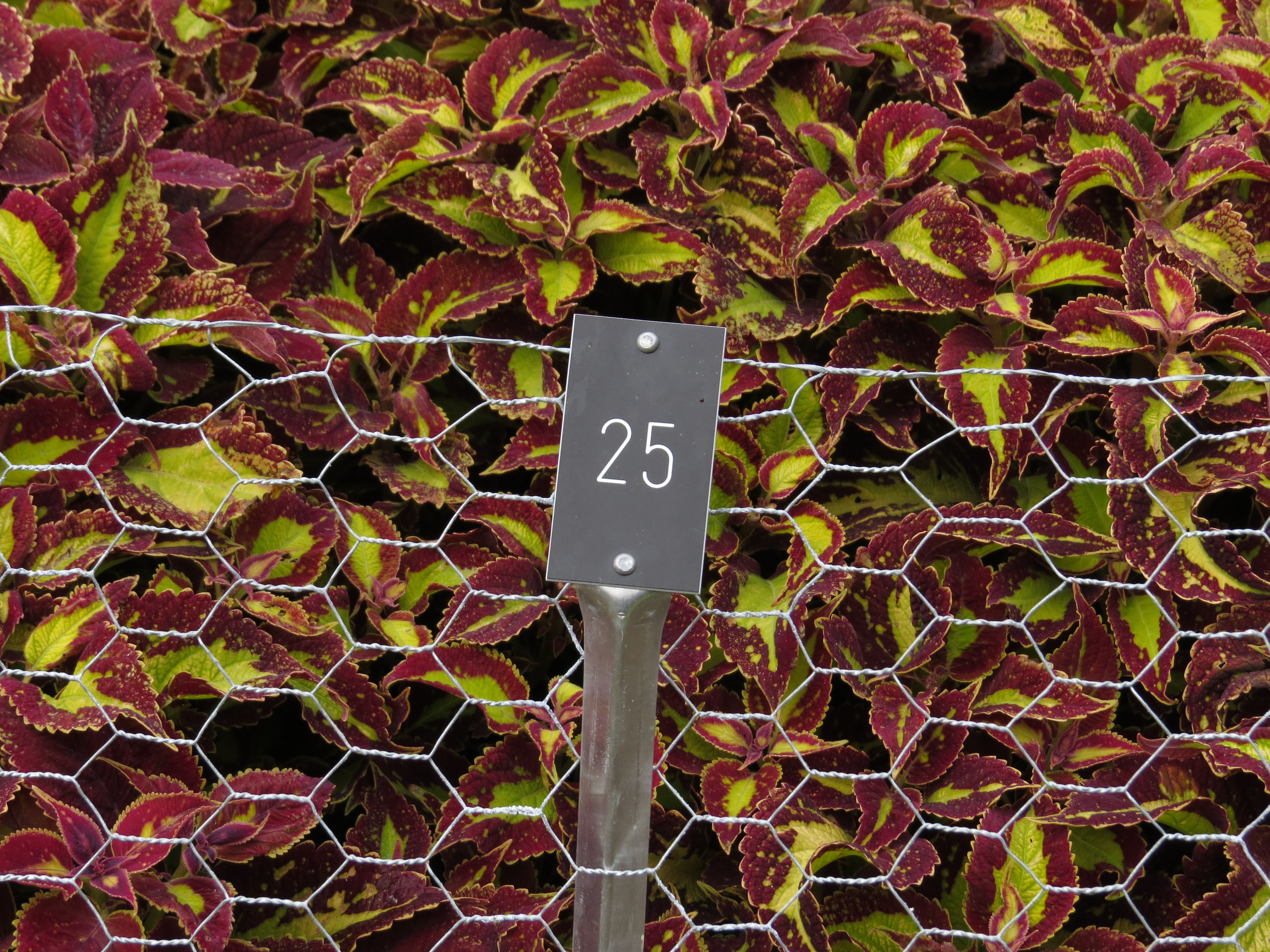solenostemoncoleus25IMG9634