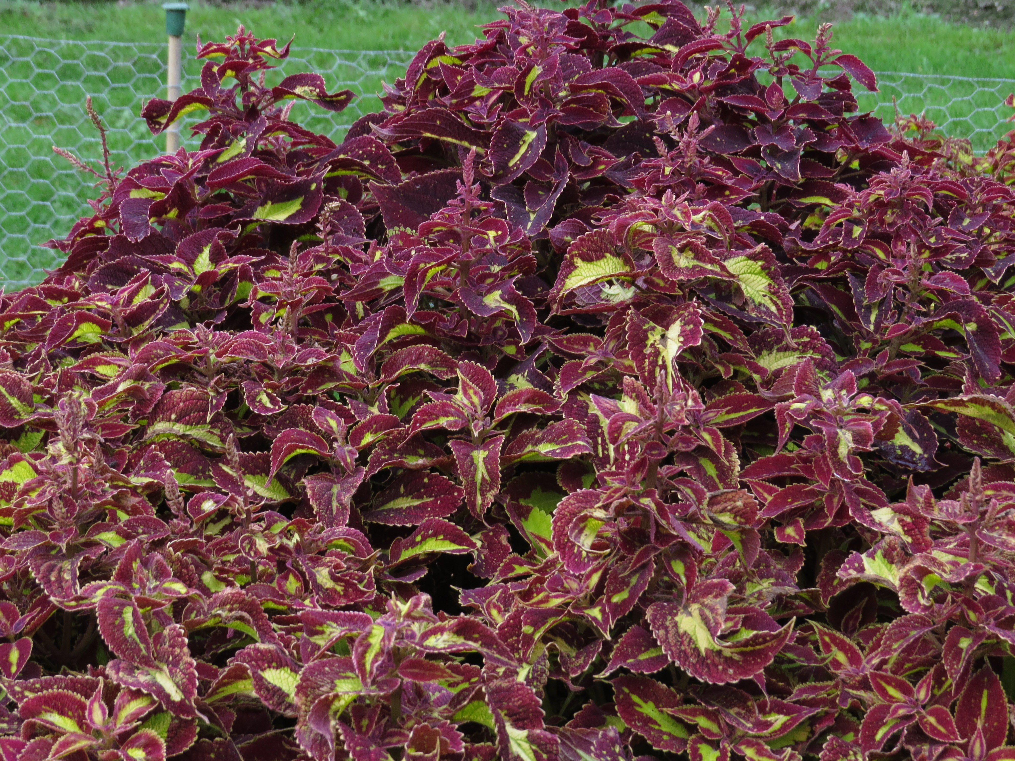solenostemoncoleus25IMG9635