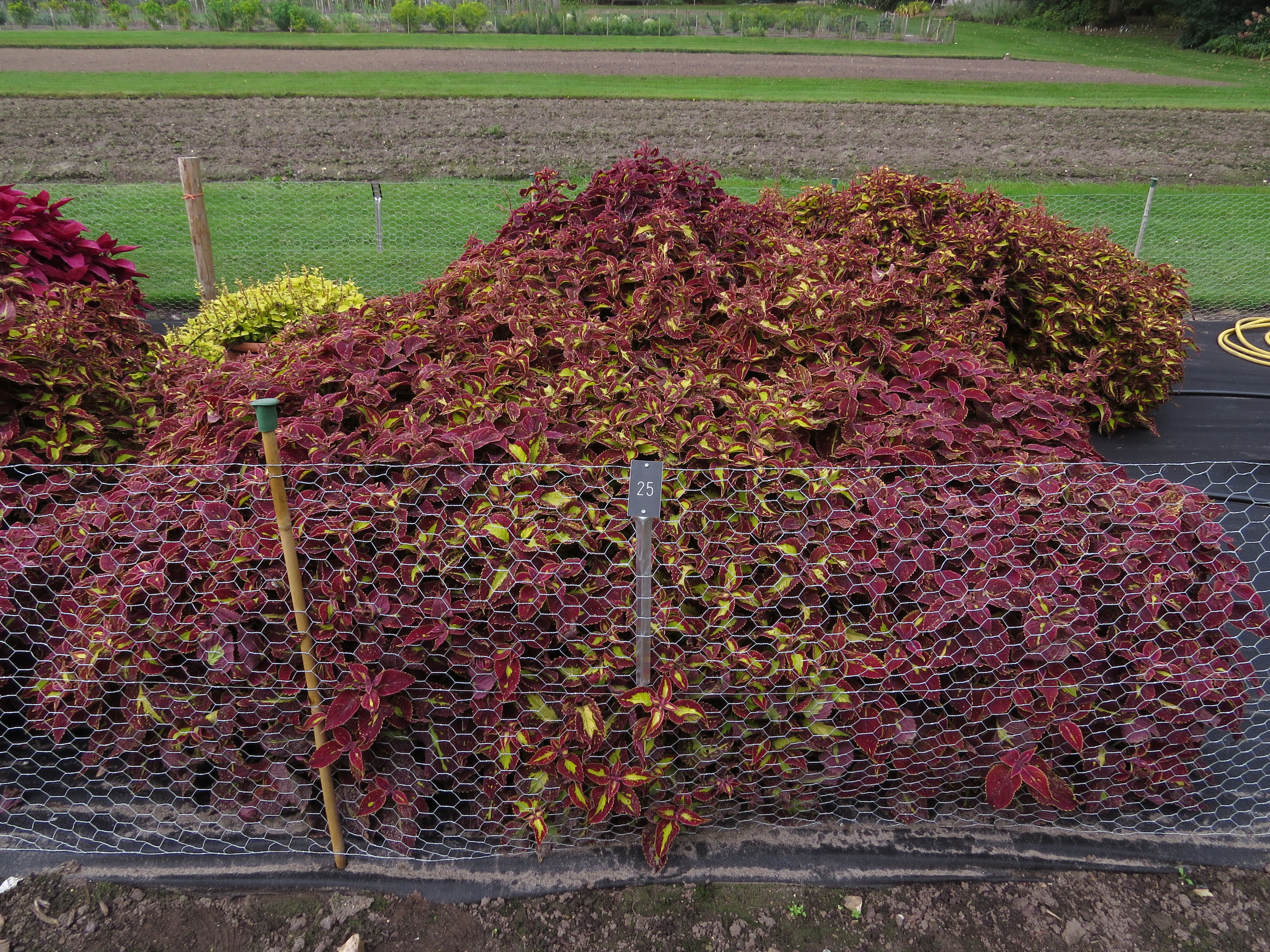 solenostemoncoleus25IMG9636