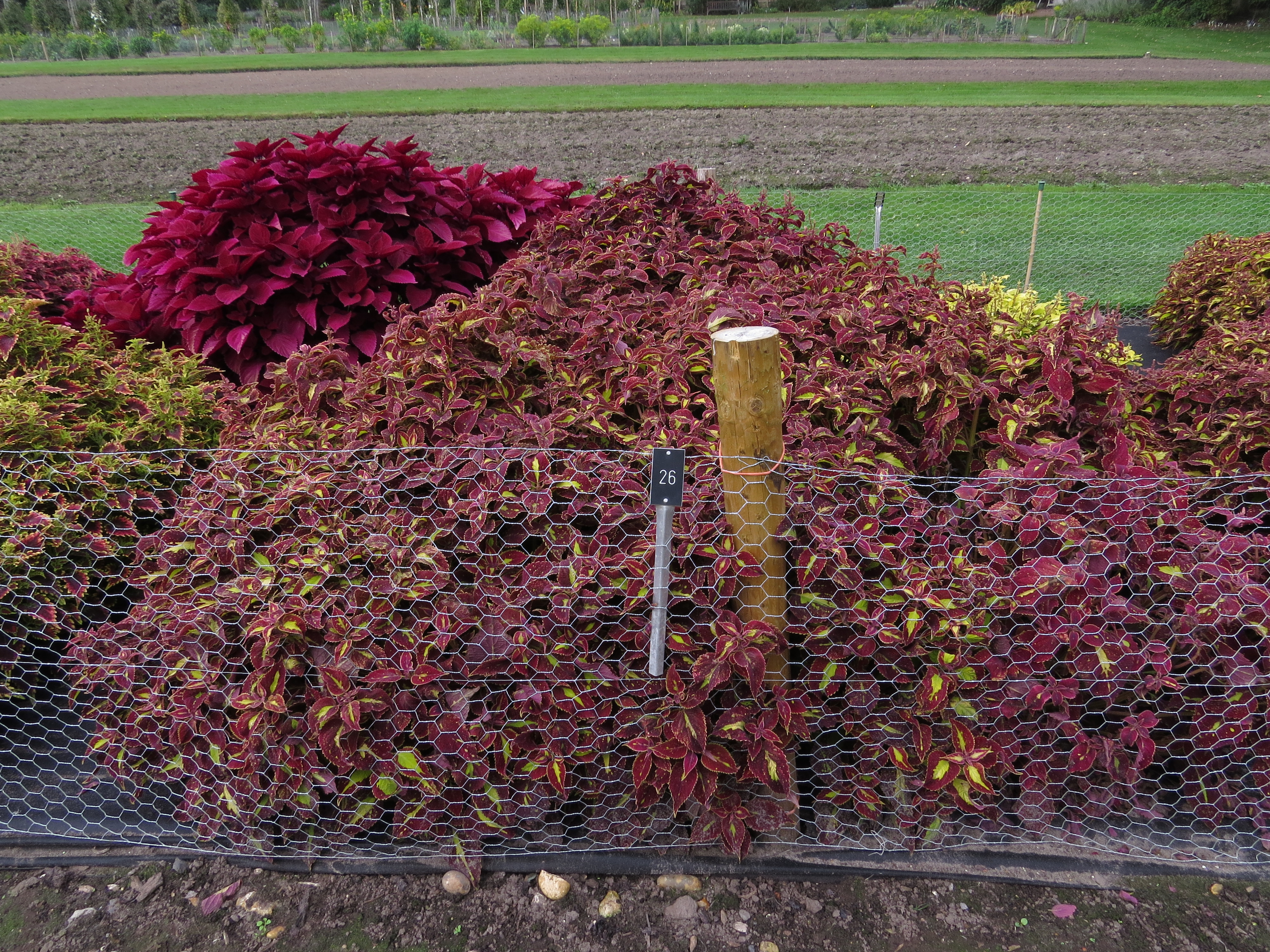 solenostemoncoleus26IMG9637