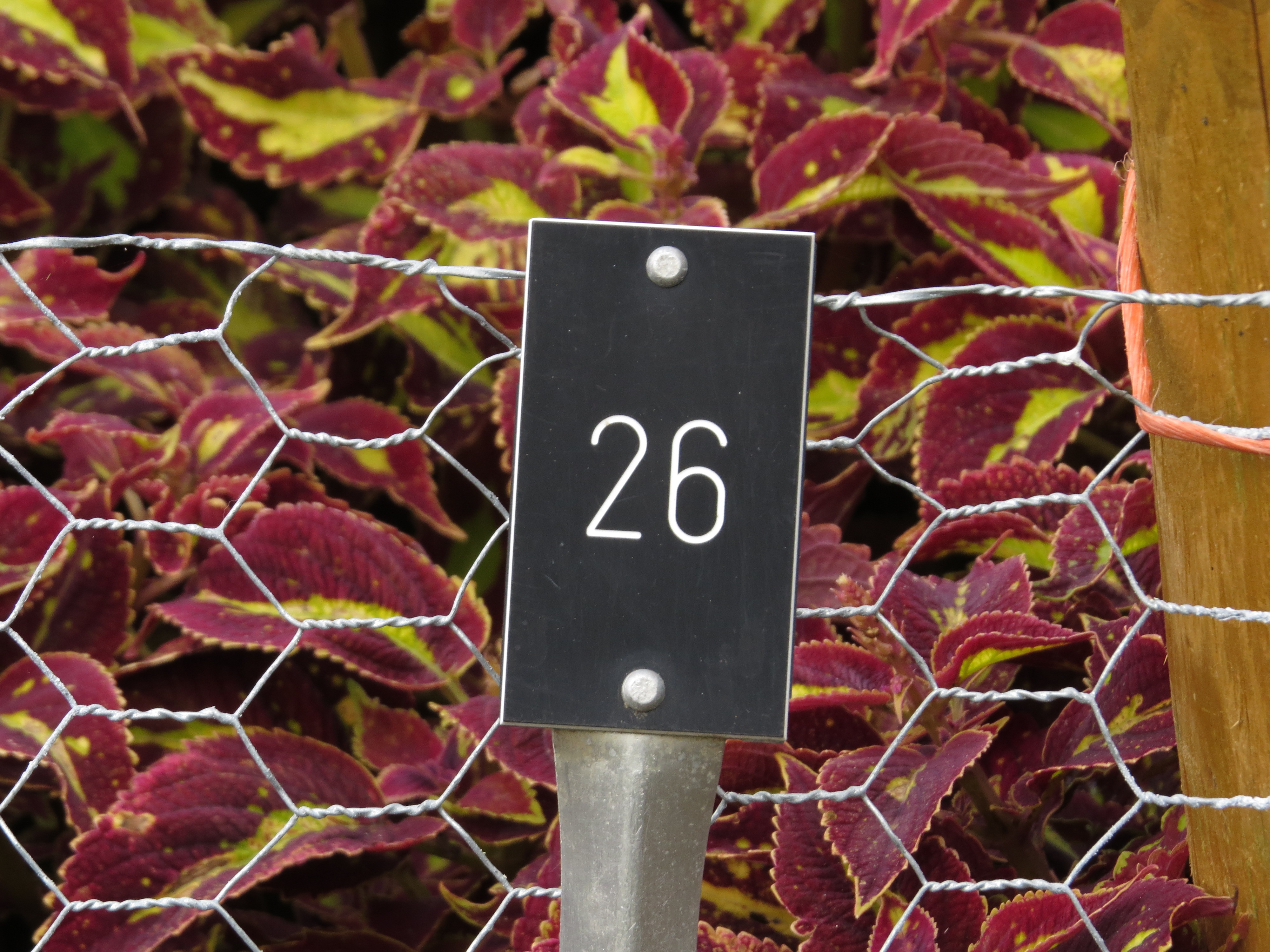 solenostemoncoleus26IMG9638