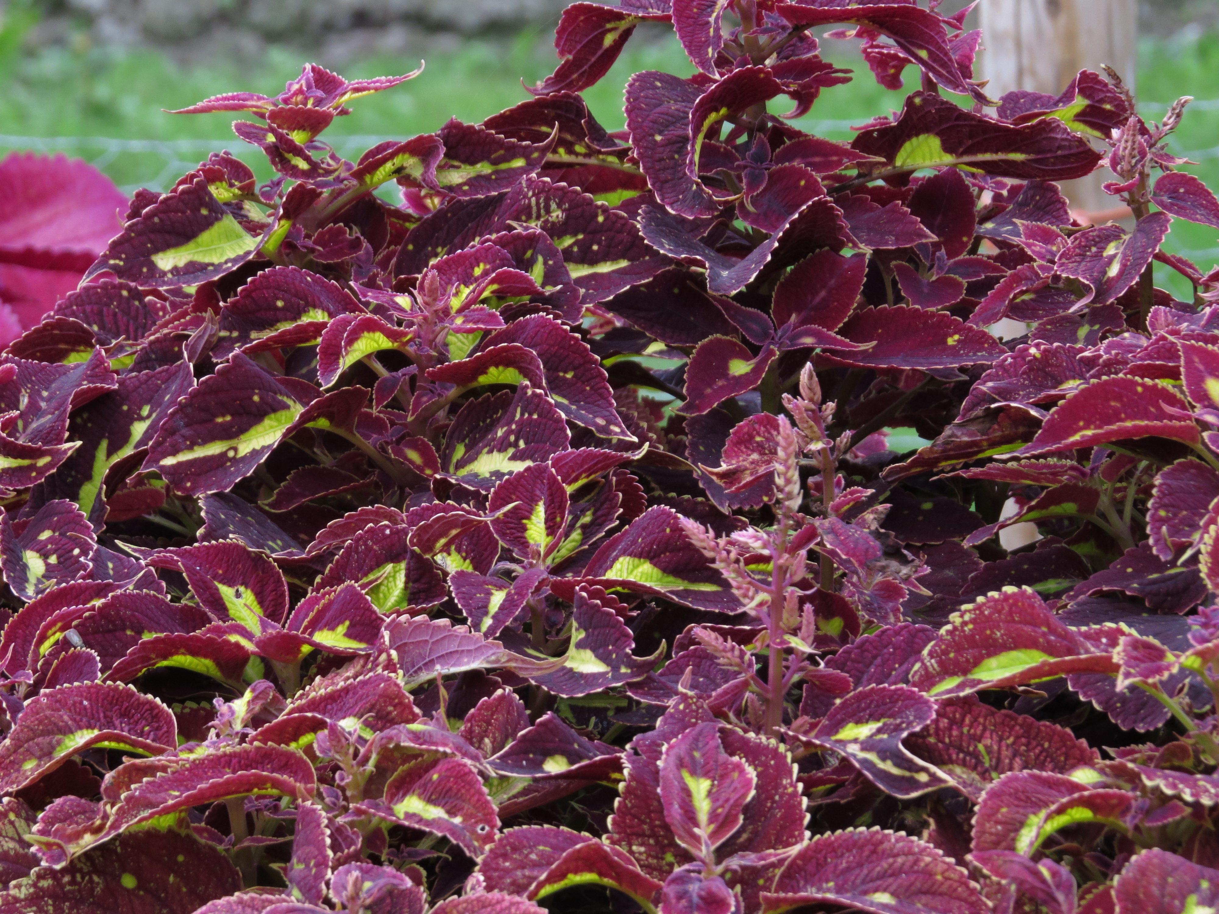 solenostemoncoleus26IMG9639