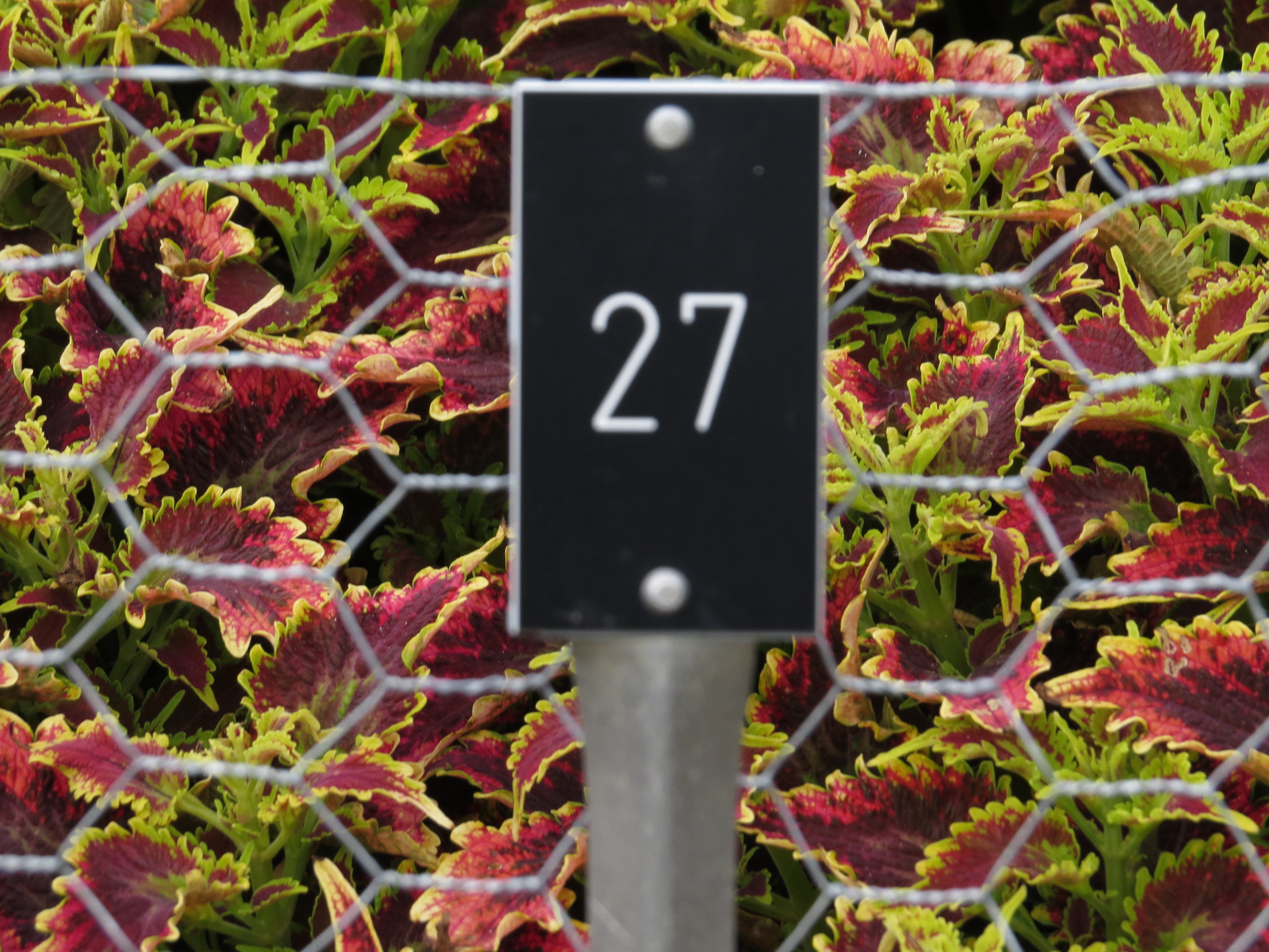 solenostemoncoleus27IMG9640