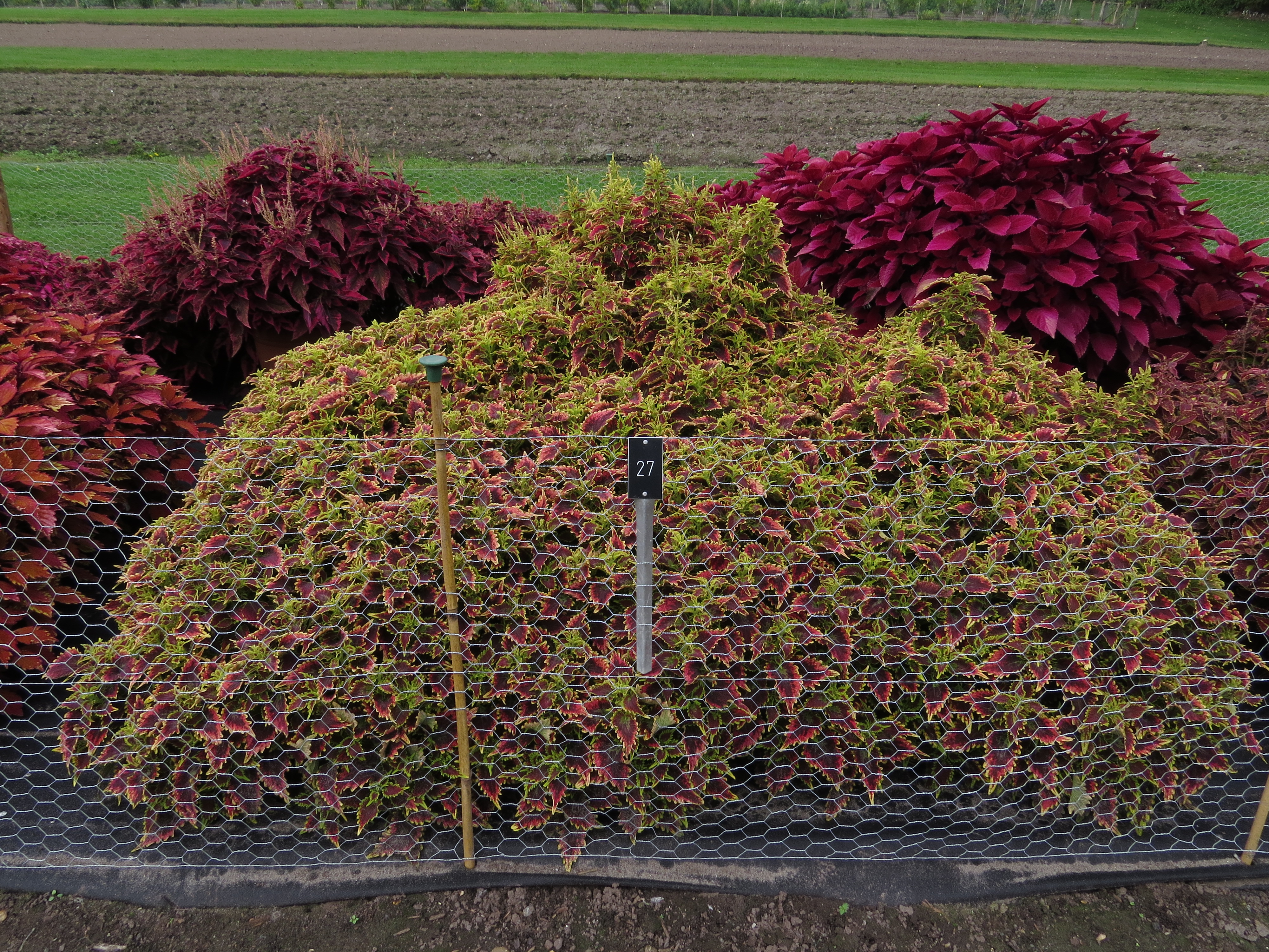 solenostemoncoleus27IMG9643