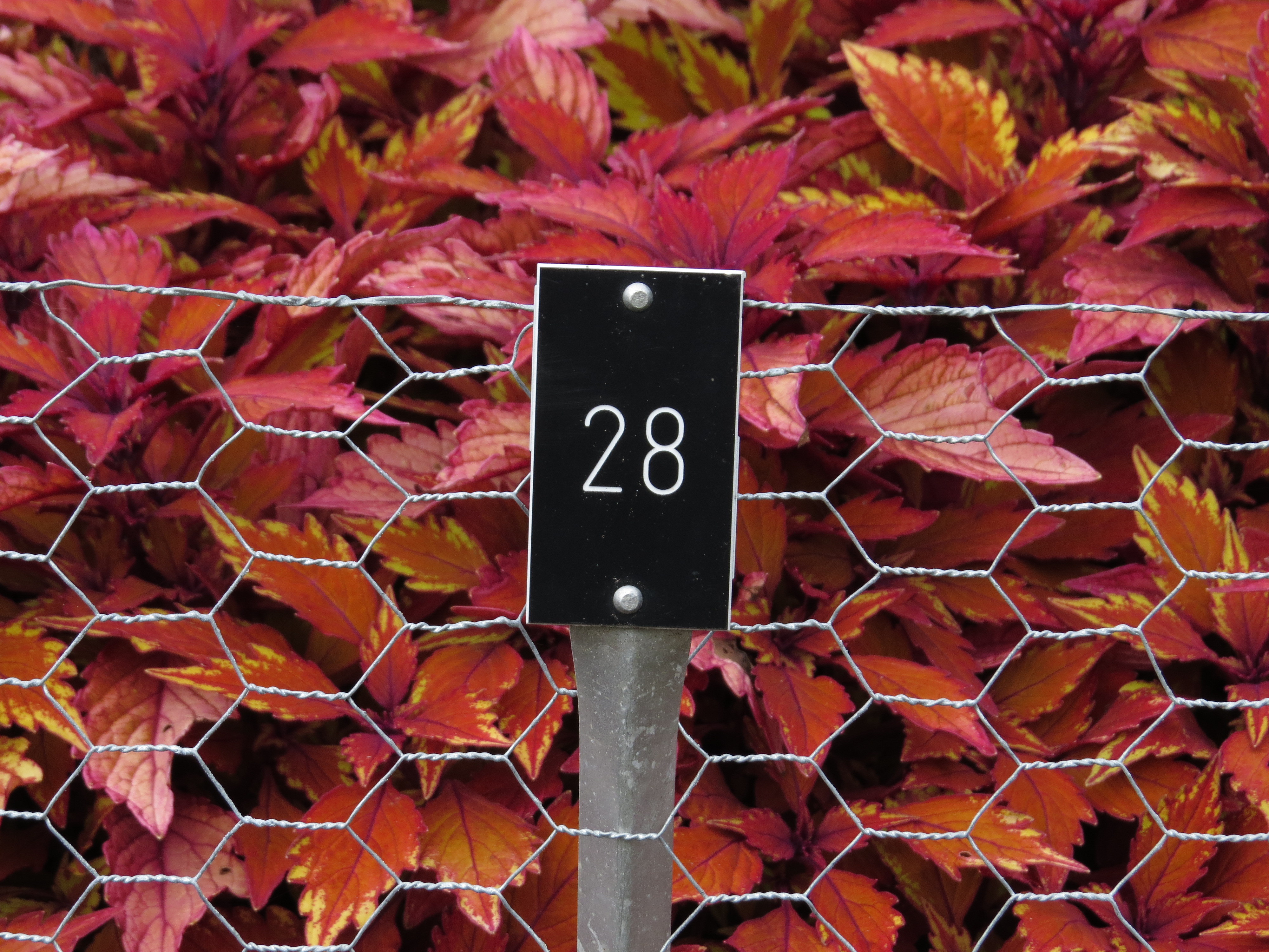 solenostemoncoleus28IMG9645