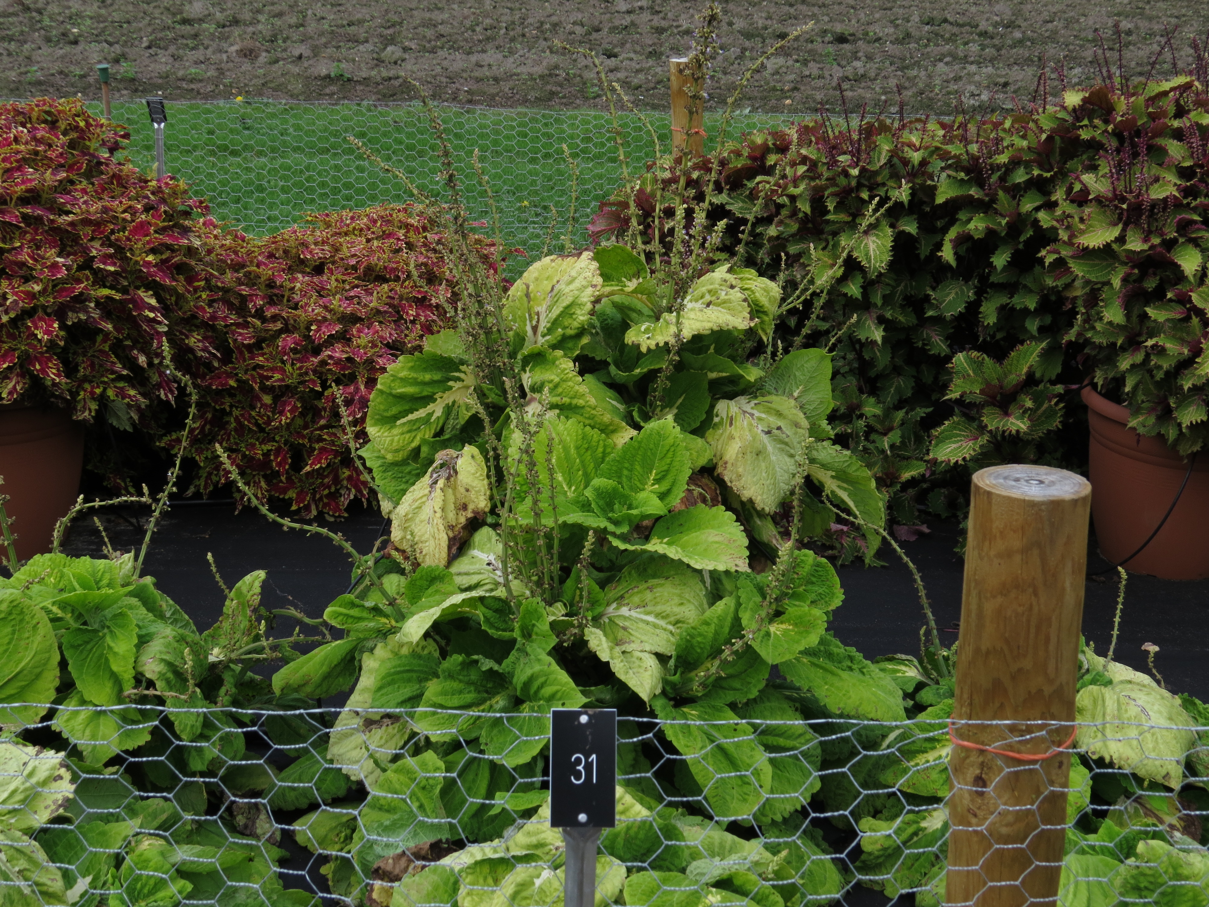 solenostemoncoleus31IMG9656