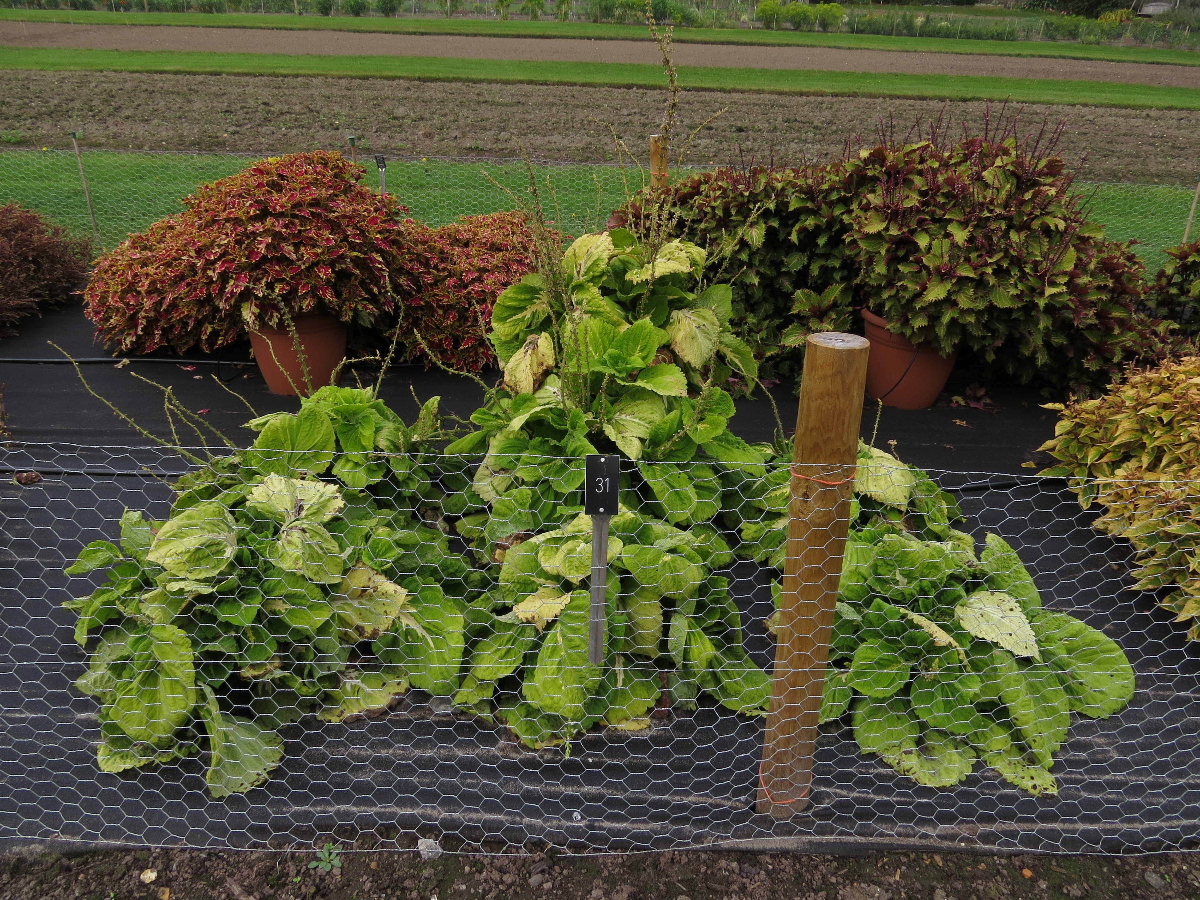 solenostemoncoleus31IMG9657