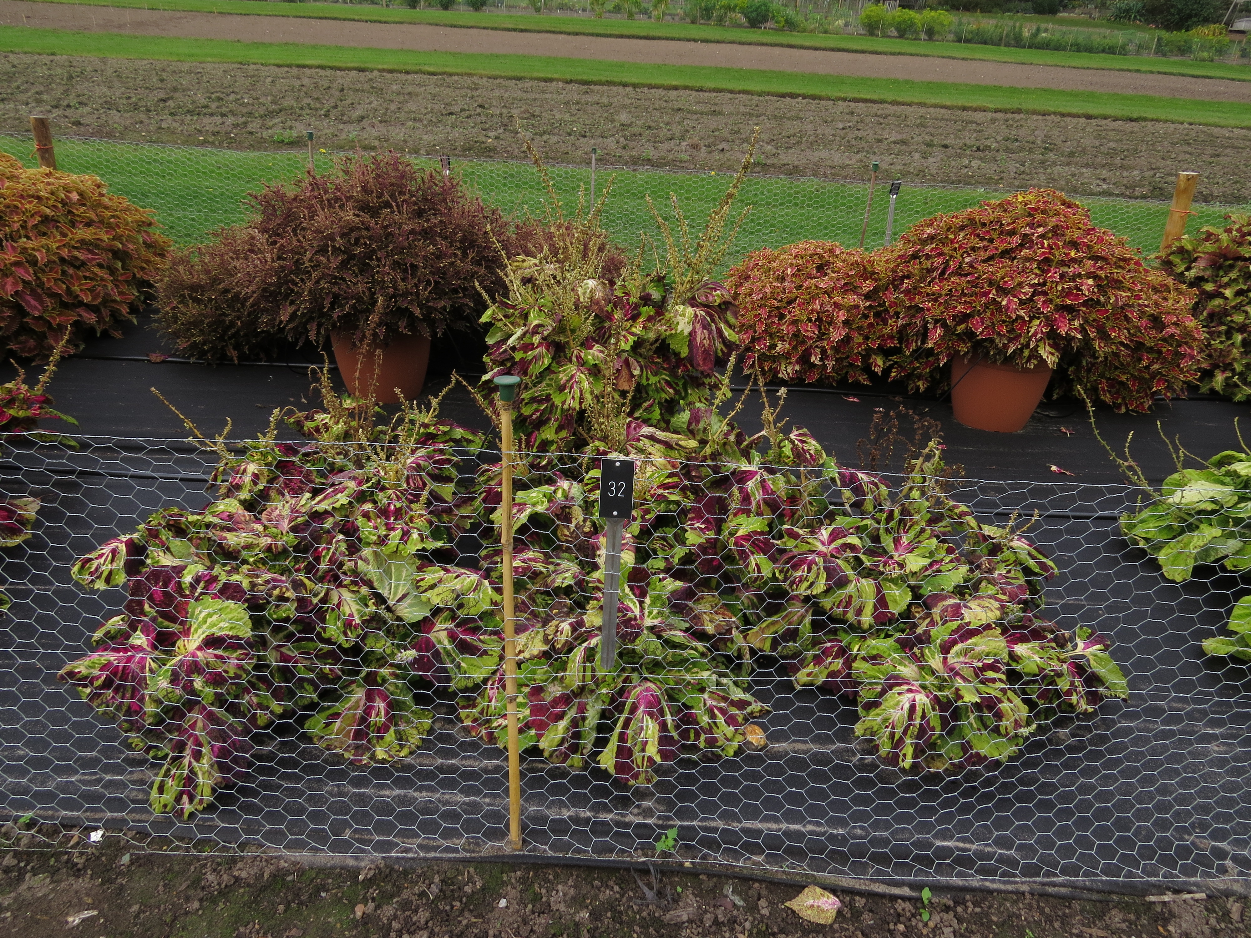 solenostemoncoleus32IMG9658