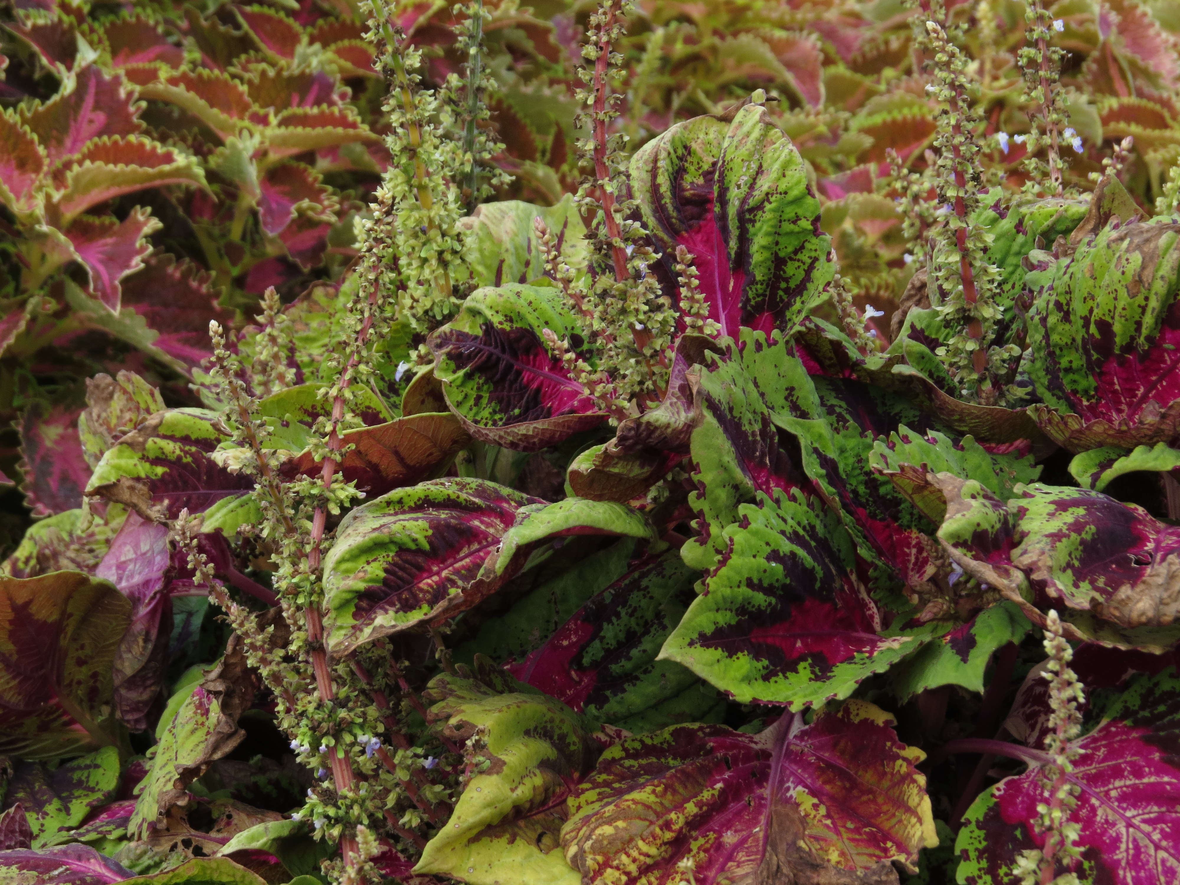 solenostemoncoleus33IMG9662