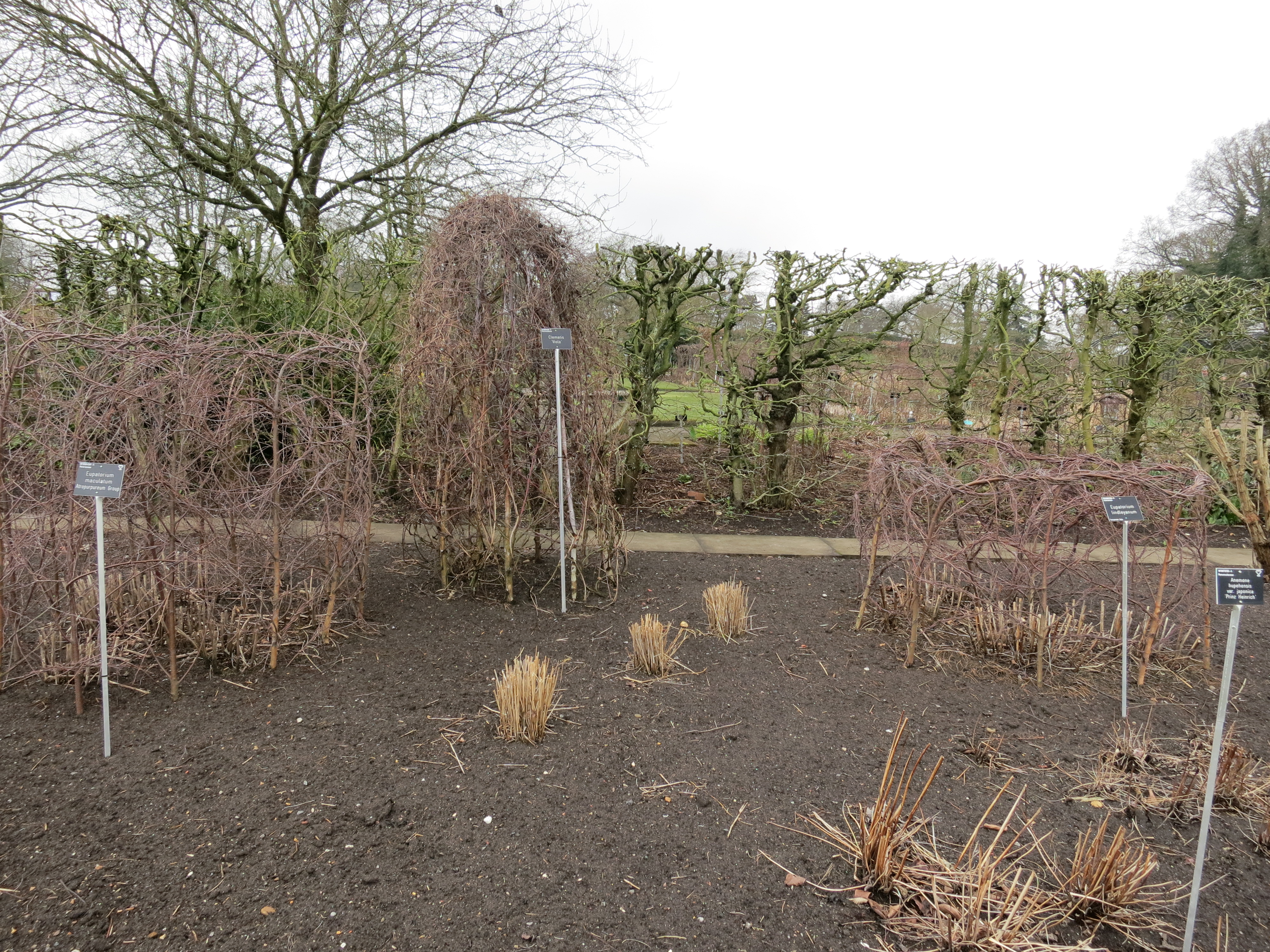 clematisviolaIMG1954