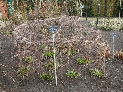 eIMG1900heleniumsahinsearlyflowererplantsupportsgarnonswilliams