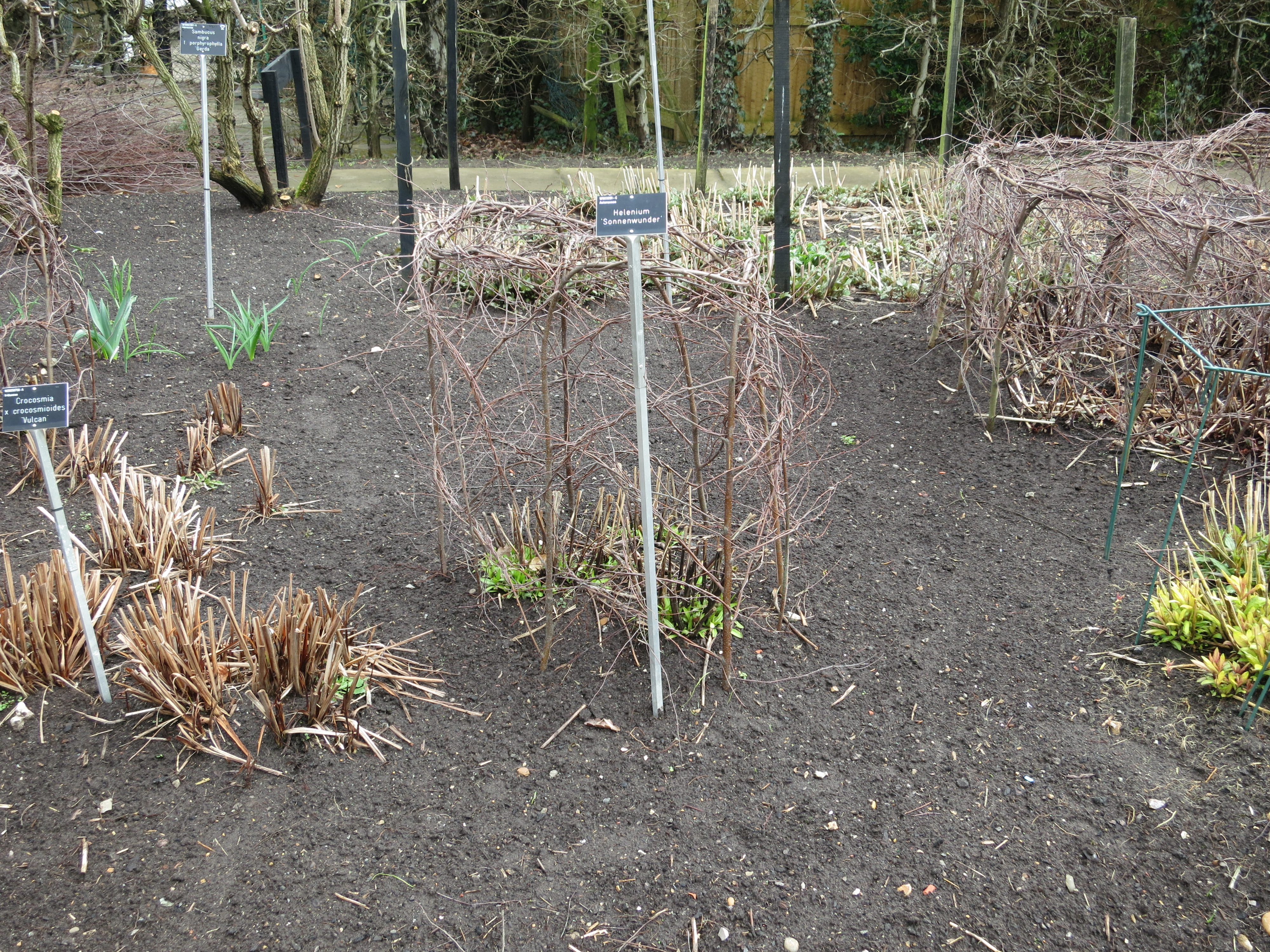 heleniumsonnennumderIMG1901