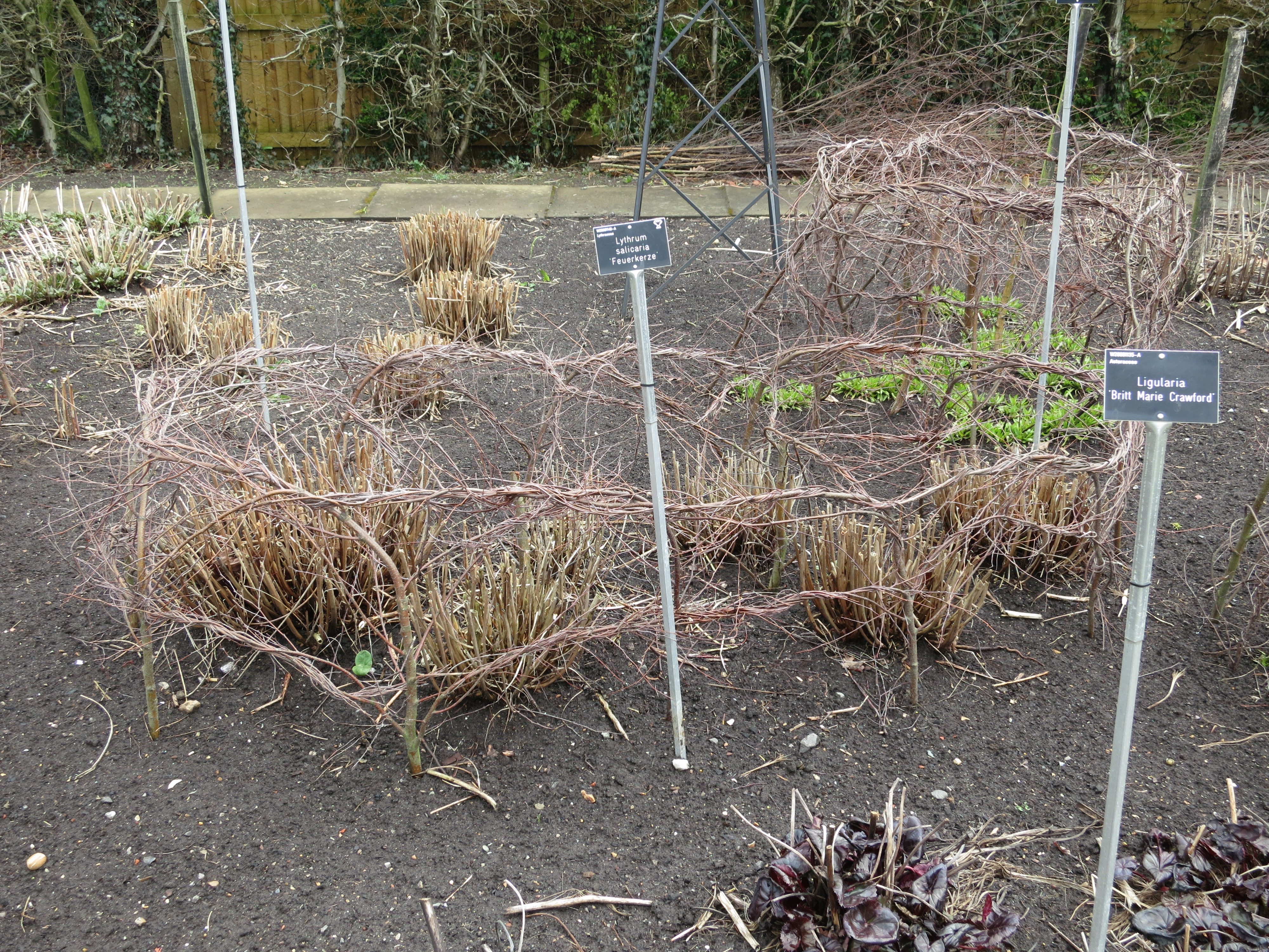 lythrumsalicariafeuerkerzeIMG1904